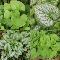 Brunnera macrophylla Blätter