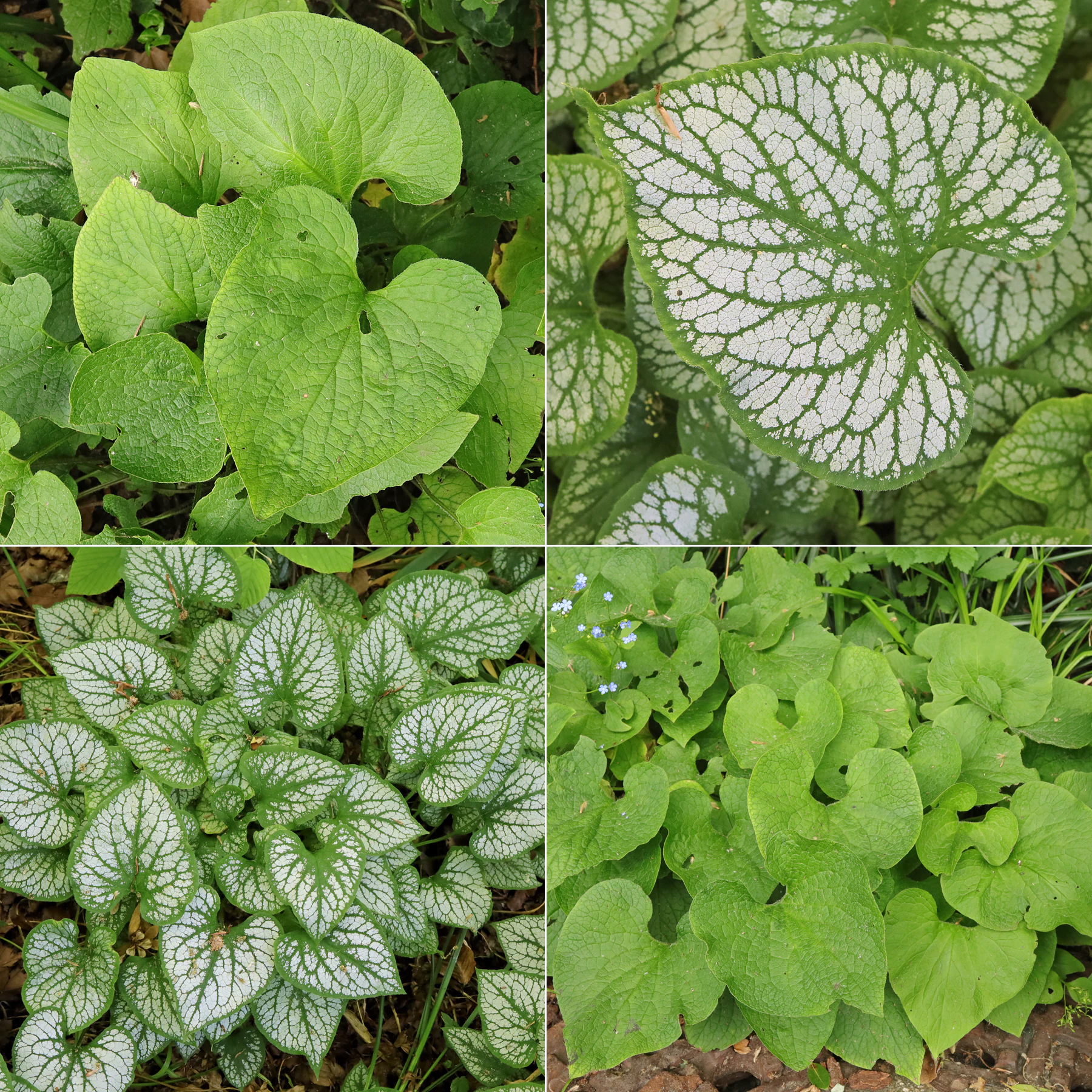 Brunnera macrophylla Blätter