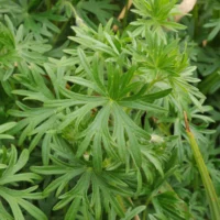 Geranium sanguineum Blätter