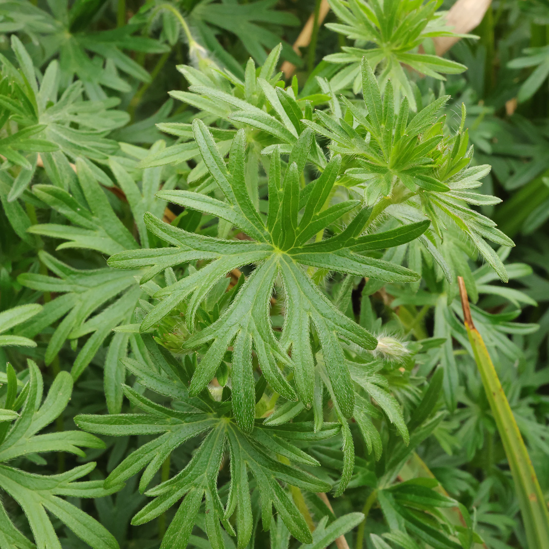 Geranium sanguineum Blätter