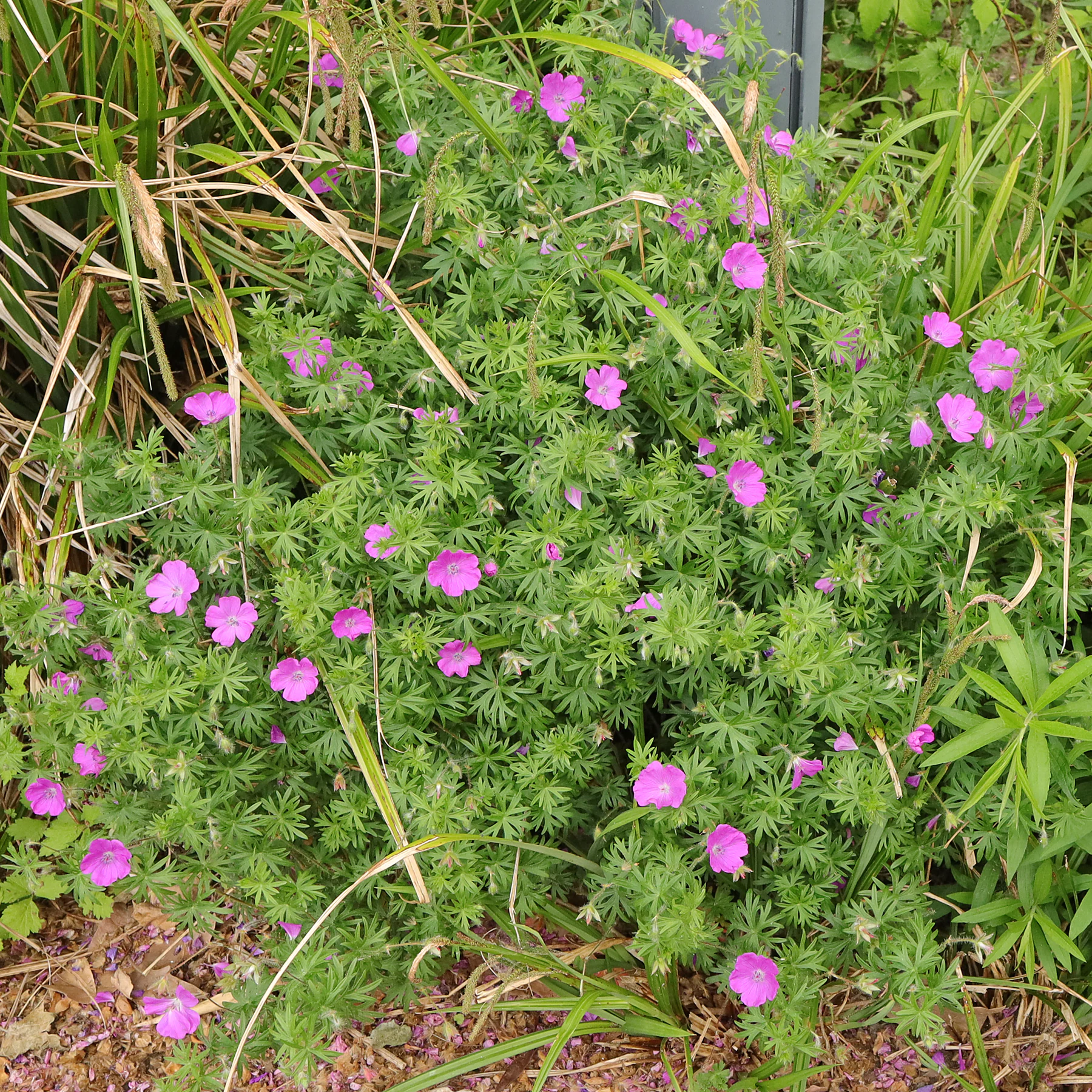 Geranium sanguineum Habitus blühend