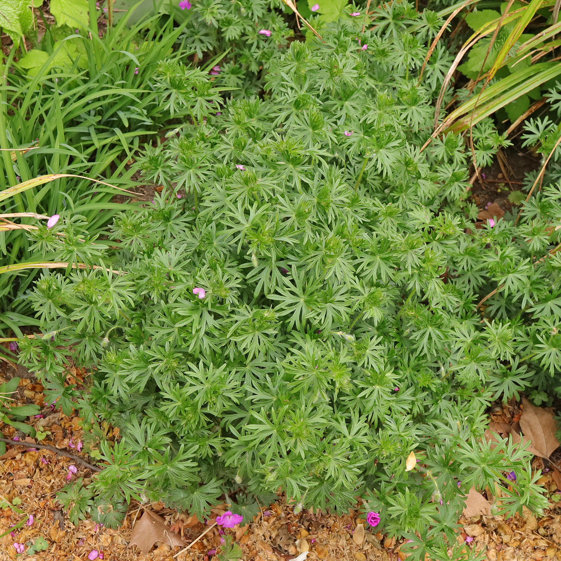 Geranium sanguineum Habitus