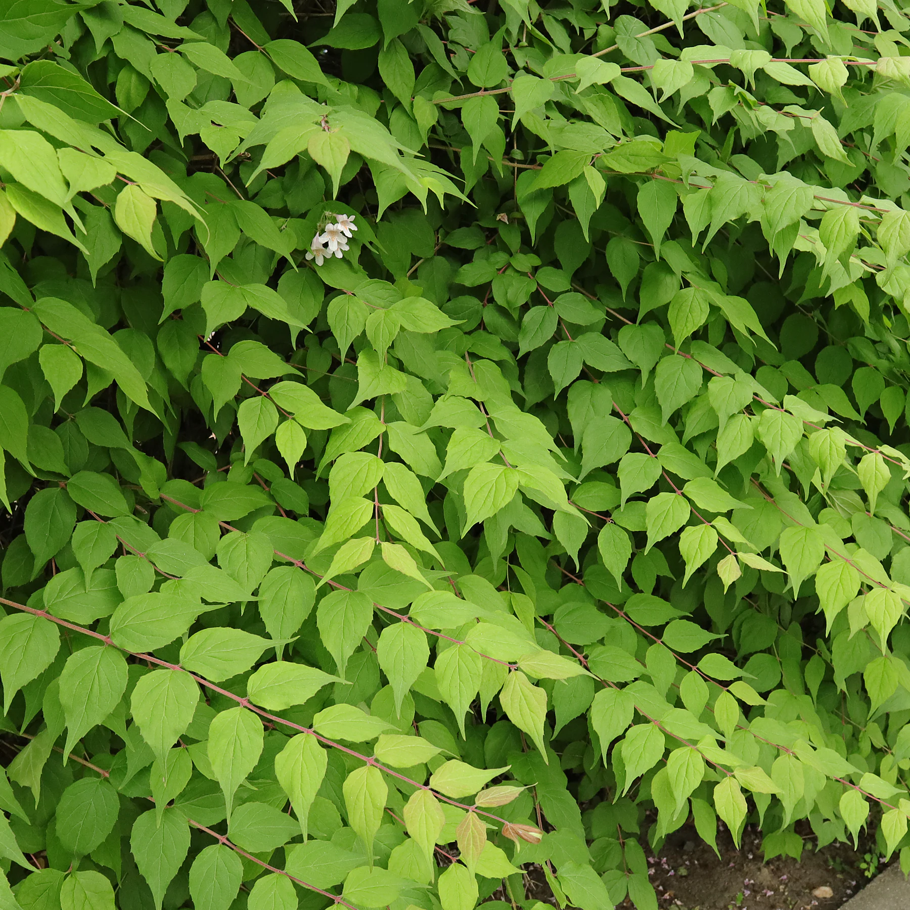 Kolkwitzia amabilis Blätter