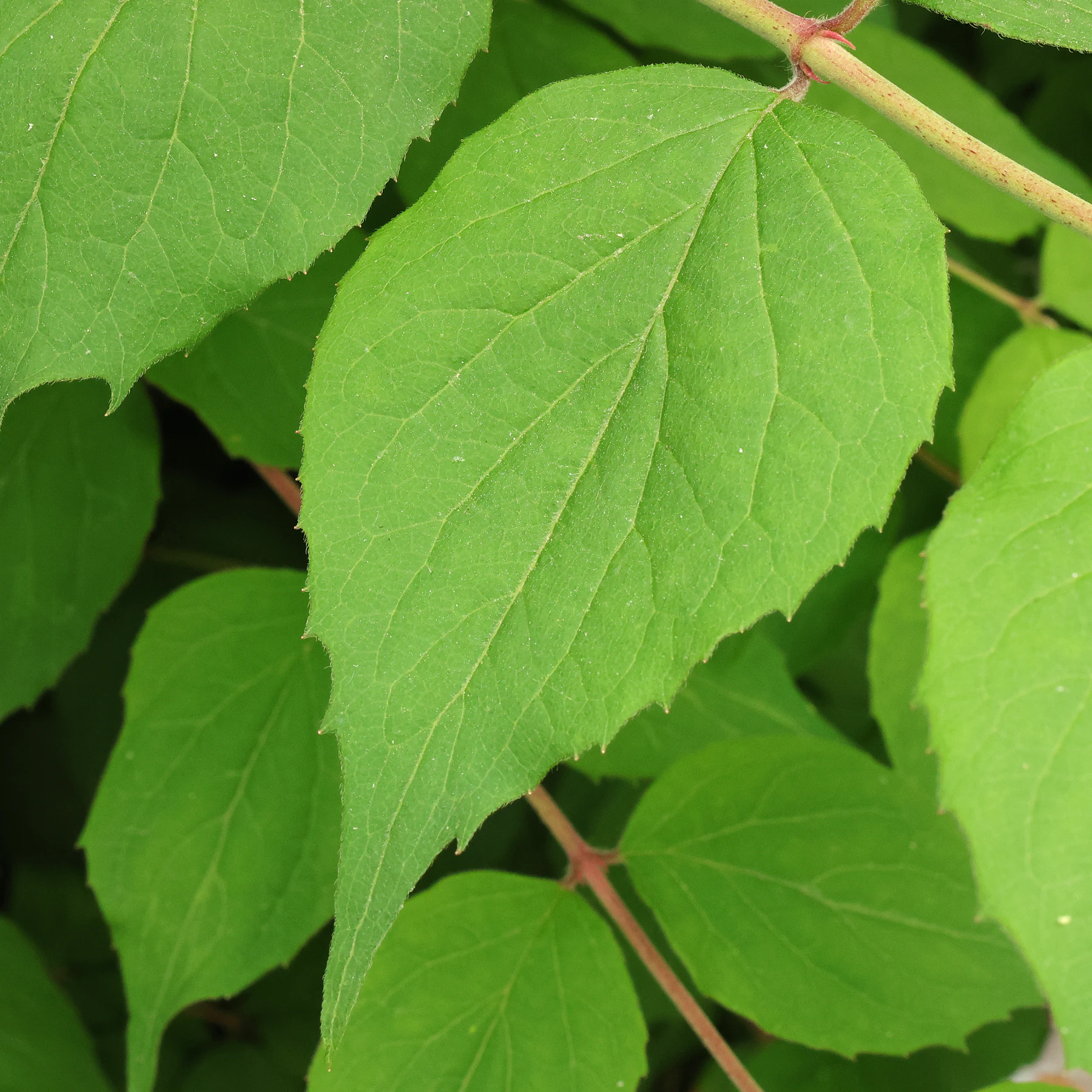 Kolkwitzia amabilis Blatt