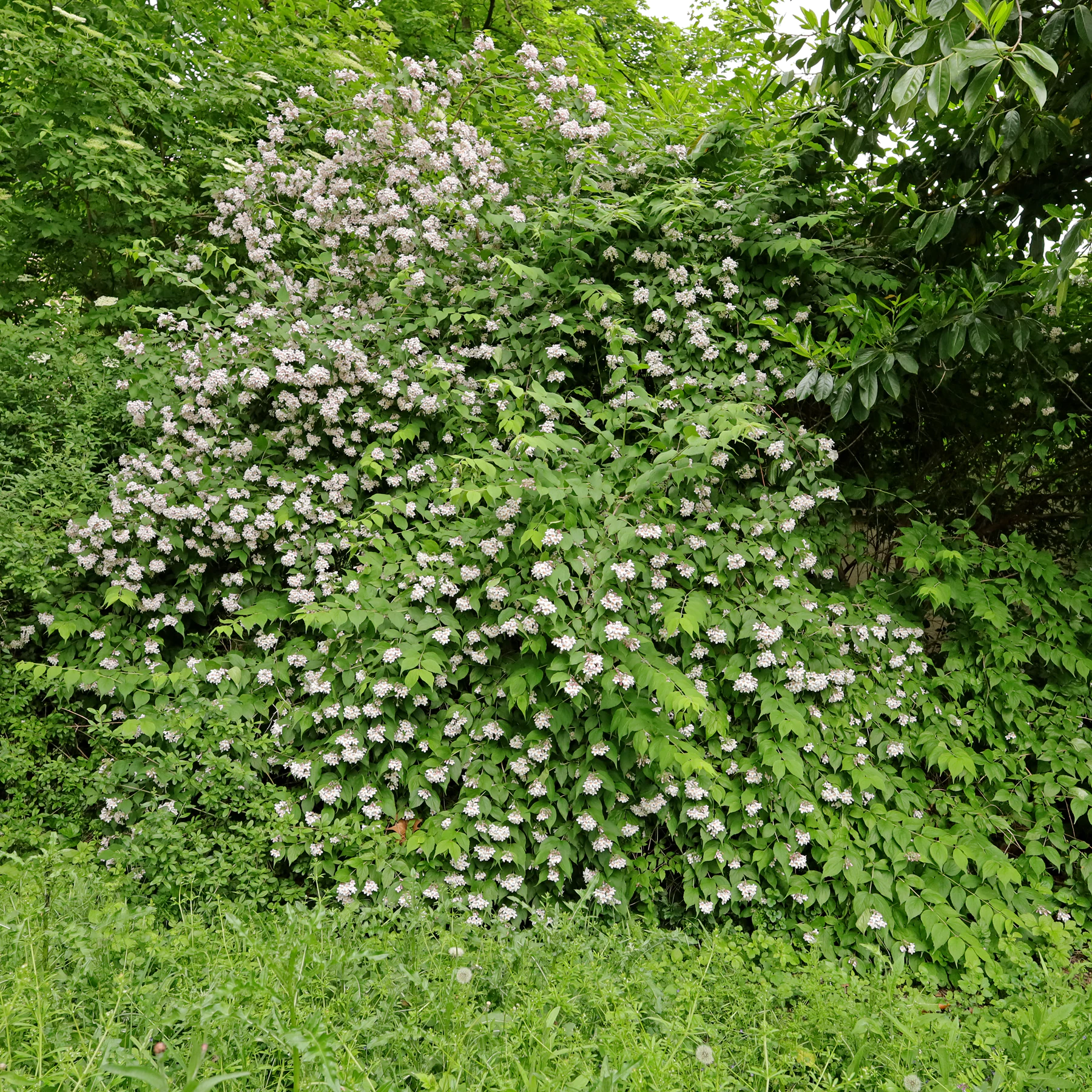 Kolkwitzia amabilis Kolkwitzie