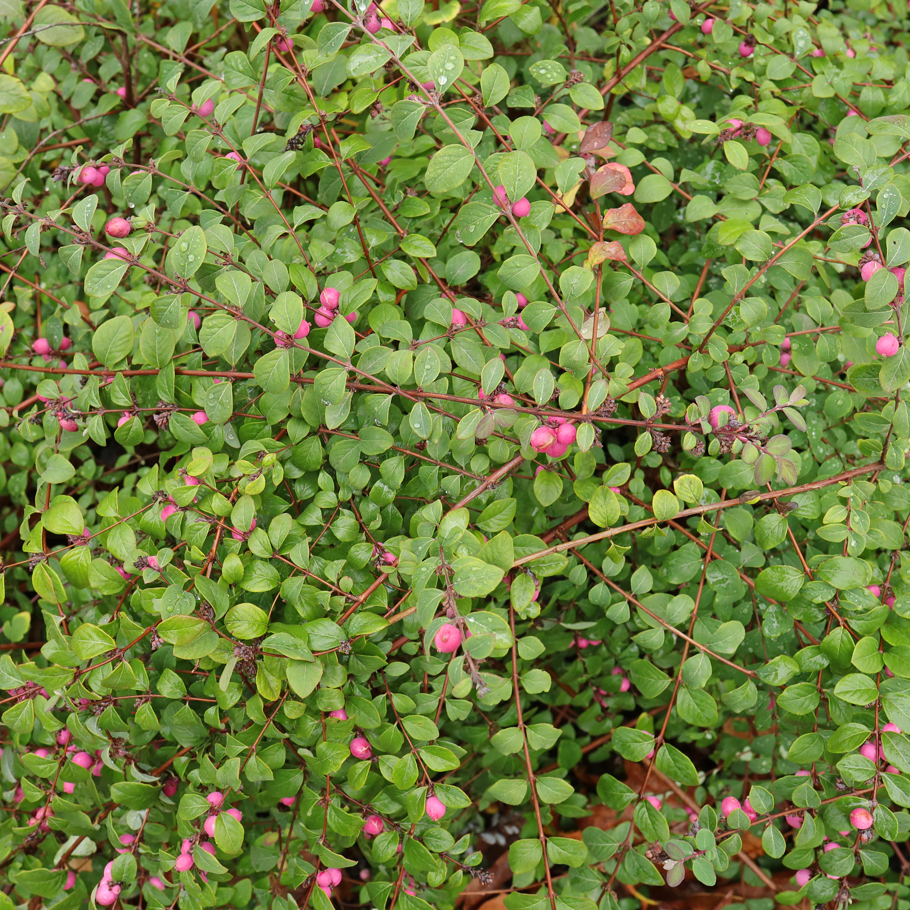 Symphoricarpos × doorenbosii Beeren