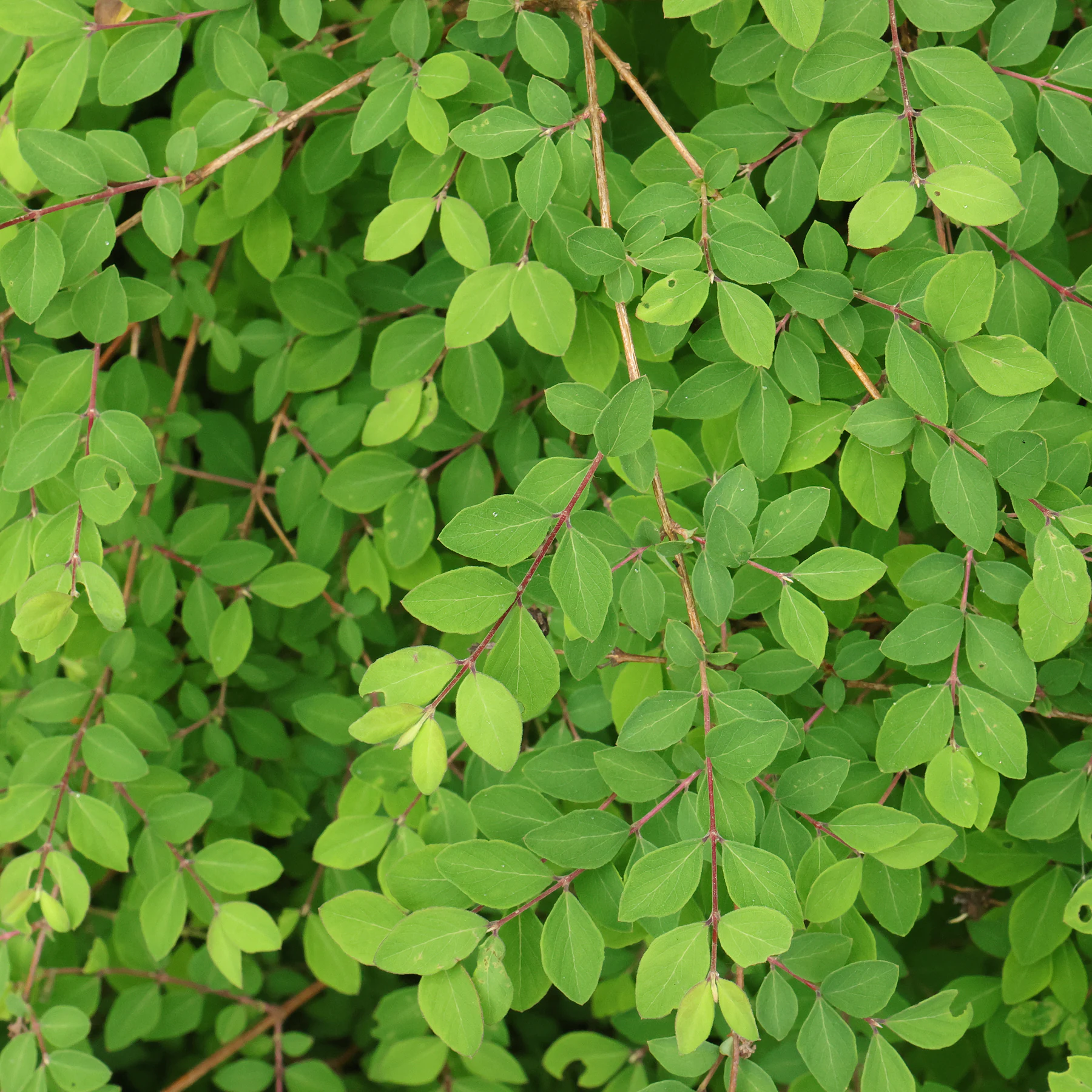 Symphoricarpos × doorenbosii Blätter
