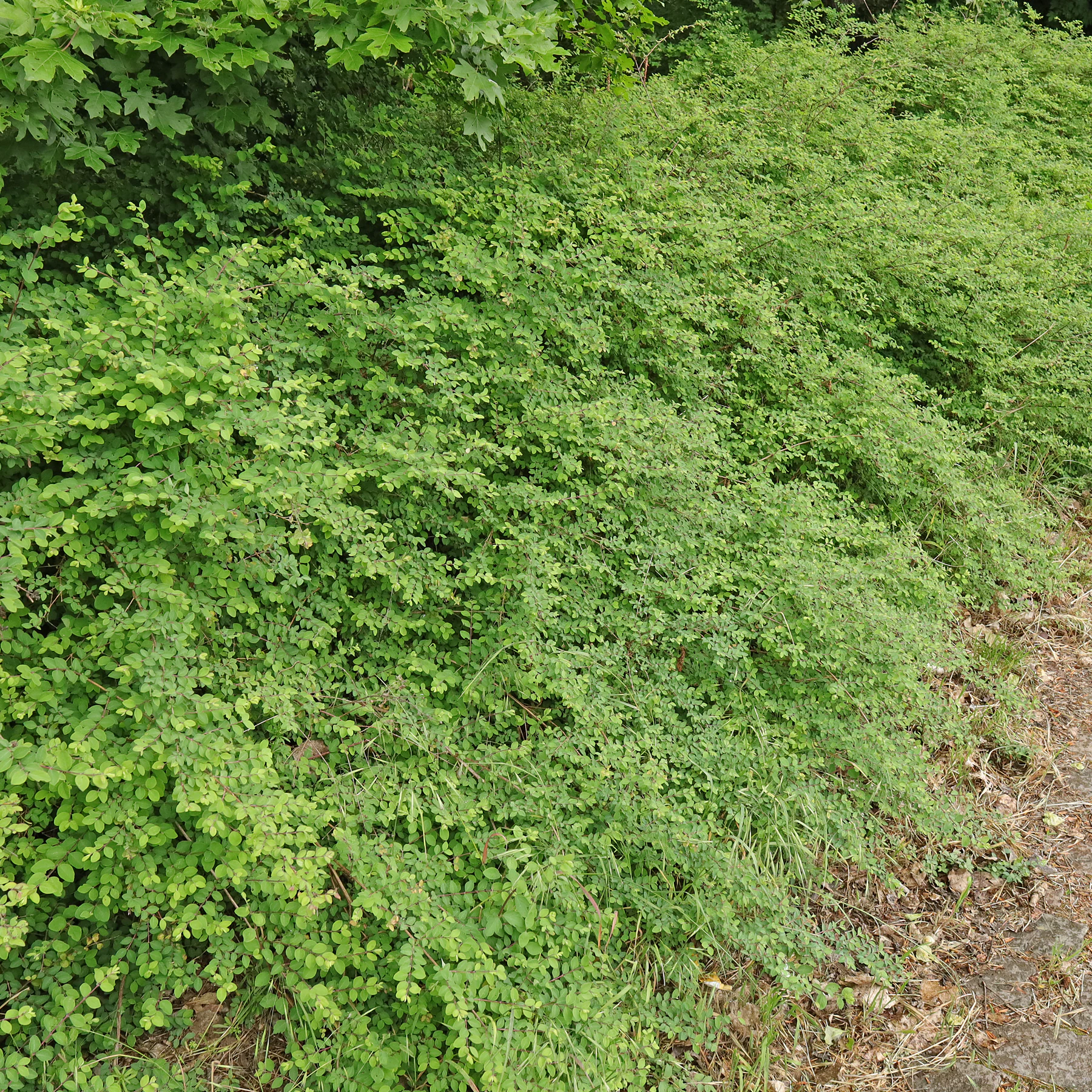 Symphoricarpos × doorenbosii Habitus Frühjahr