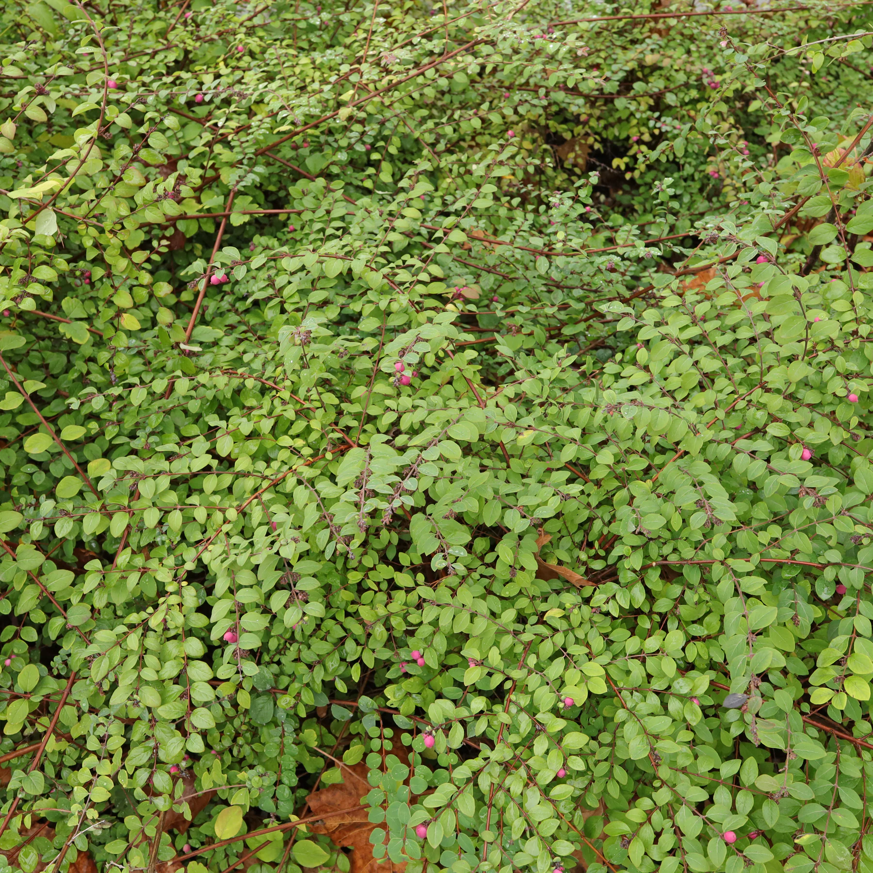 Symphoricarpos × doorenbosii Habitus Herbst