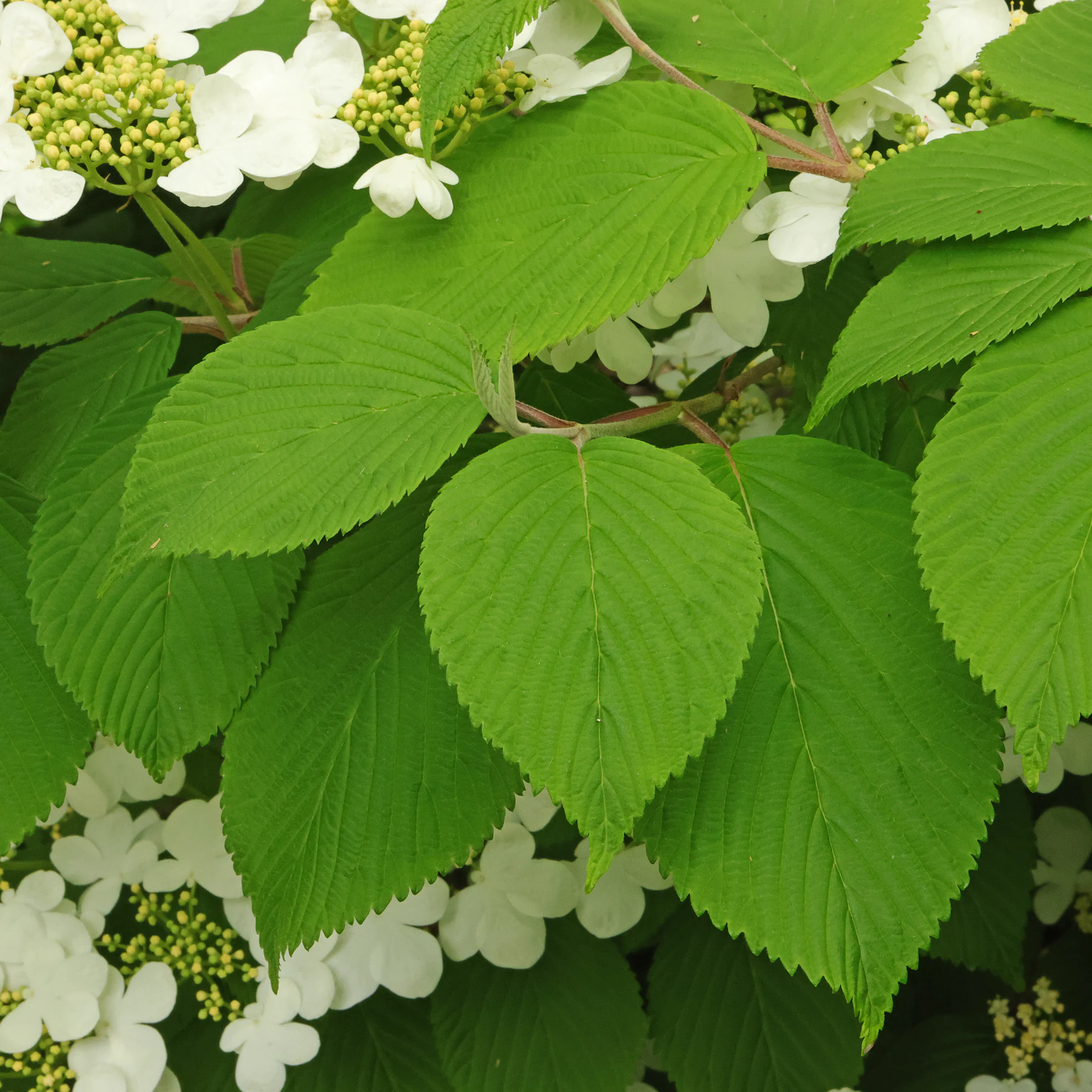 Viburnum plicatum Blätter