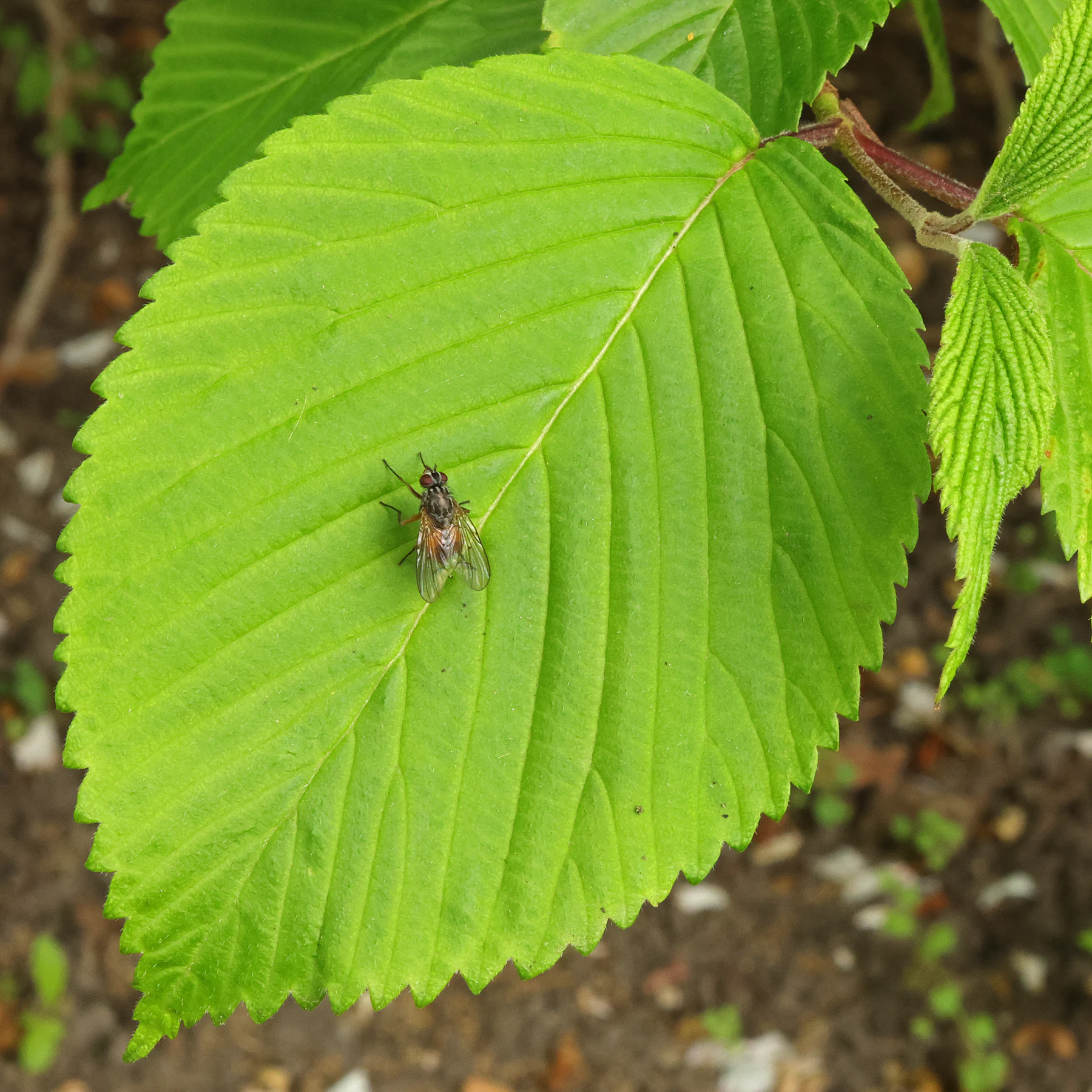 Viburnum plicatum Blatt