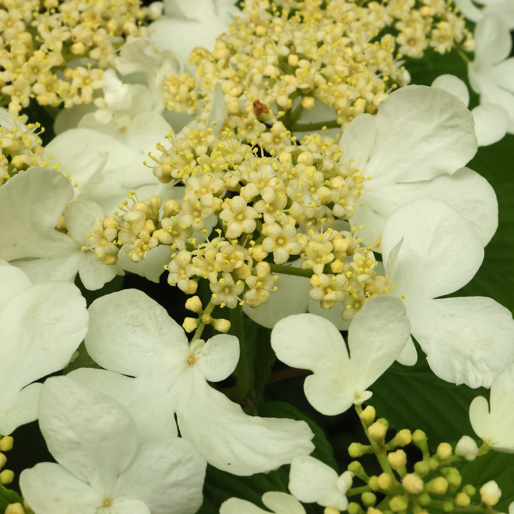 Viburnum plicatum Blüten