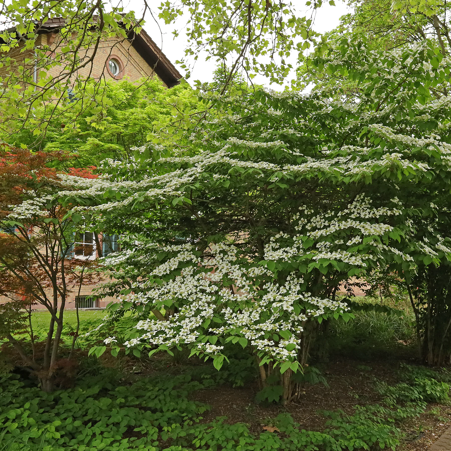 Viburnum plicatum Habitus blühend