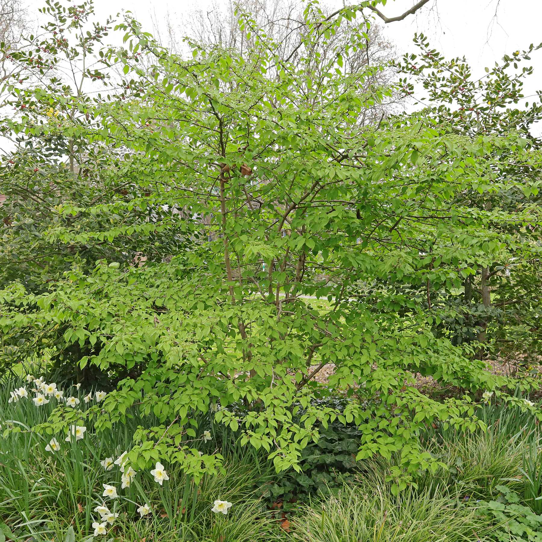 Viburnum plicatum Habitus