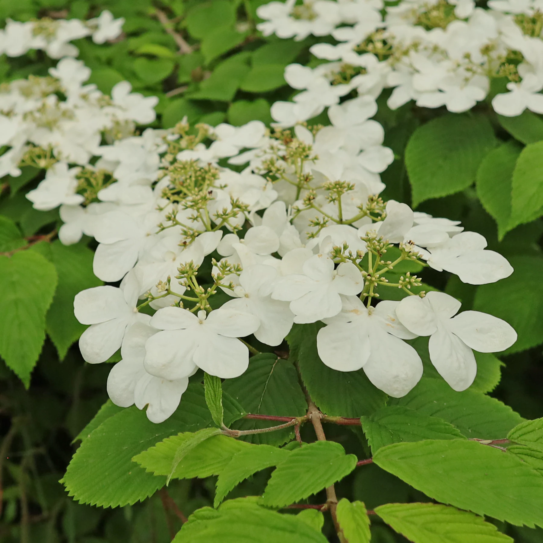 Viburnum plicatum Scheinblüten