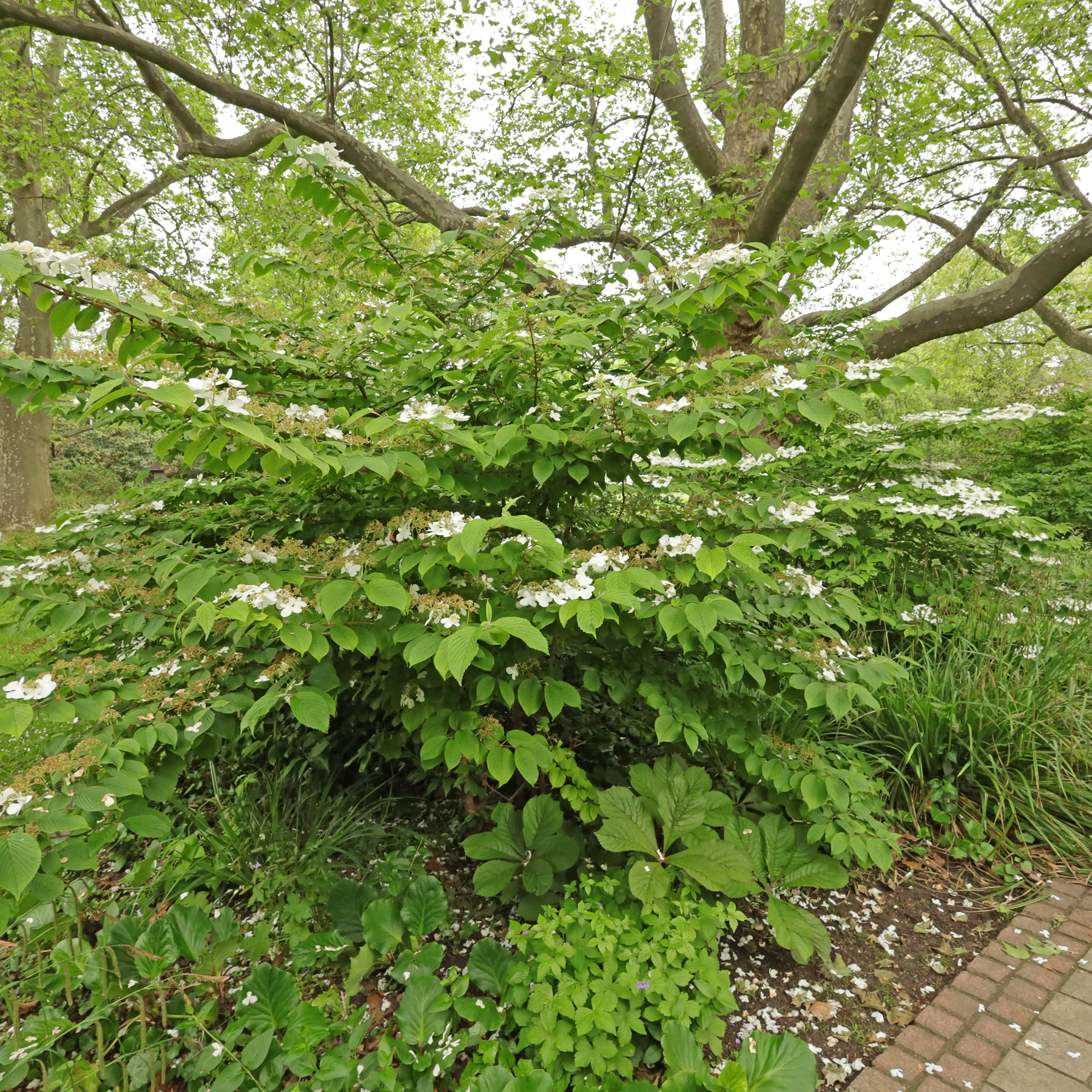Viburnum plicatum in Park