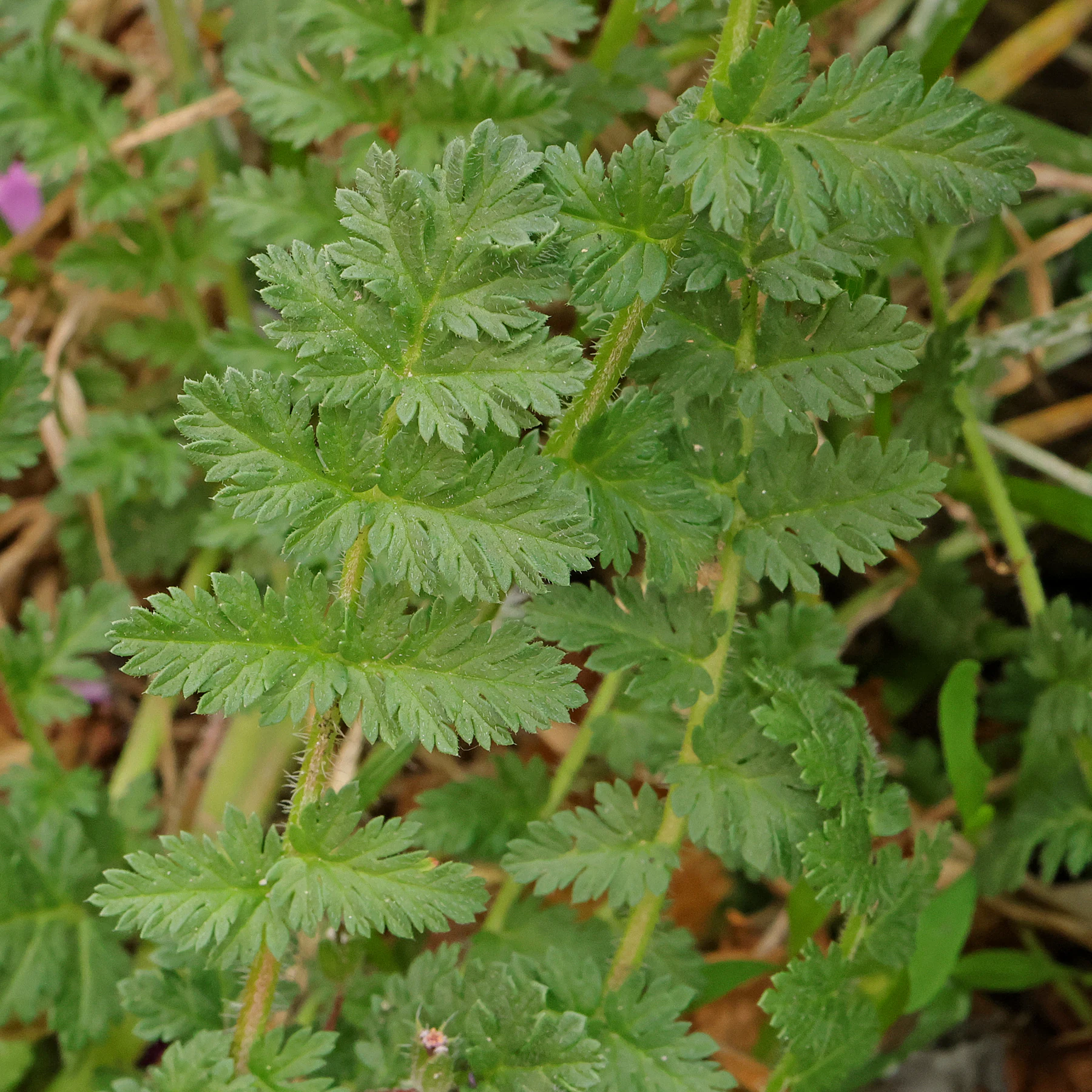 Blätter Erodium cicutarium