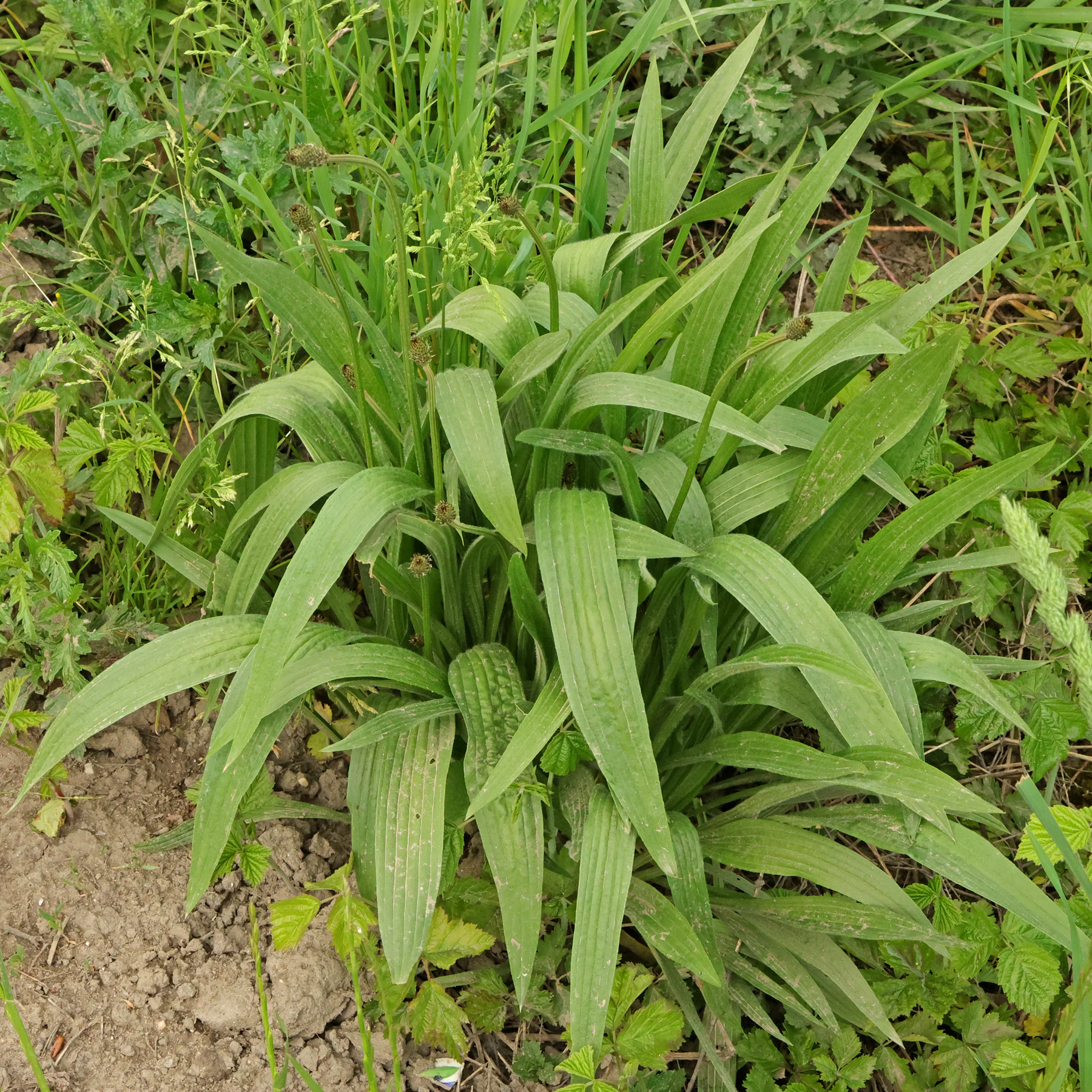 Blätter Plantago lanceolata