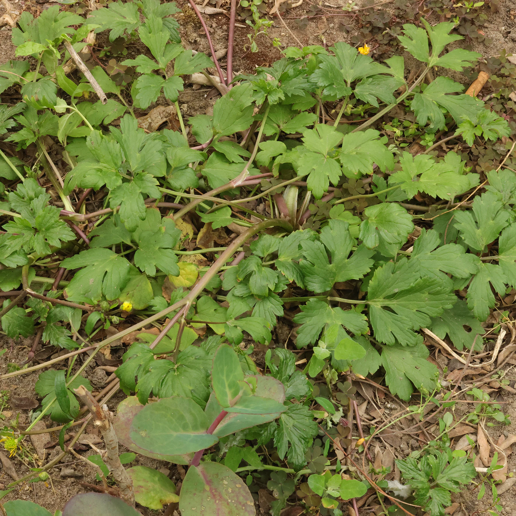 Blätter Ranunculus repens