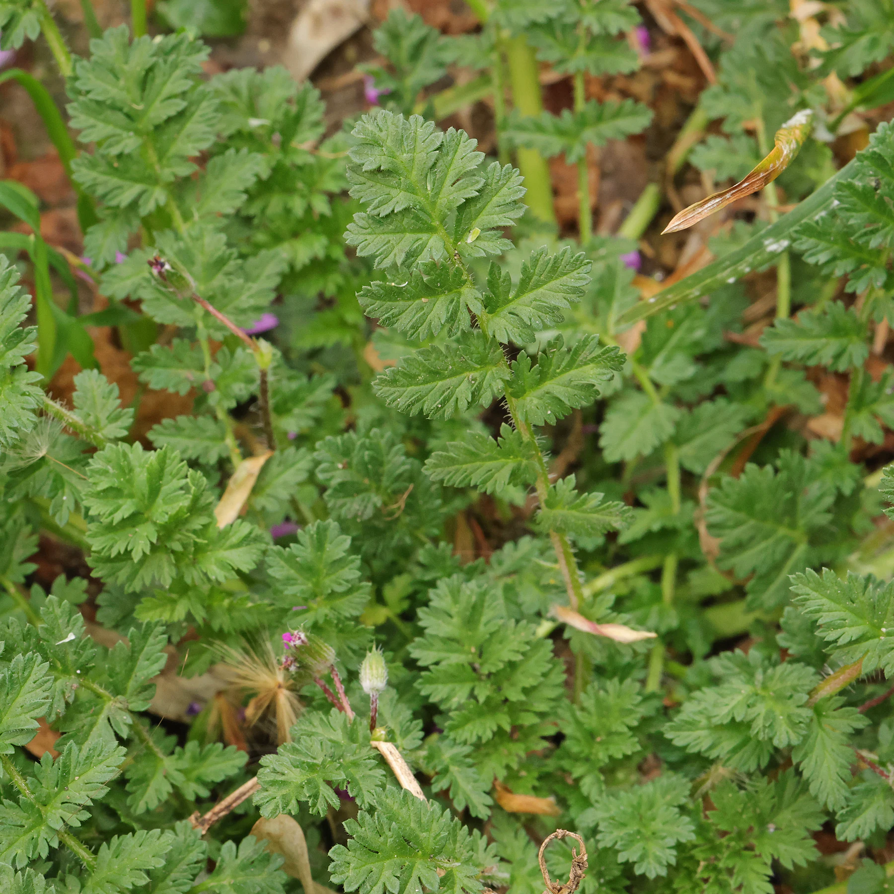 Erodium cicutarium Blätter