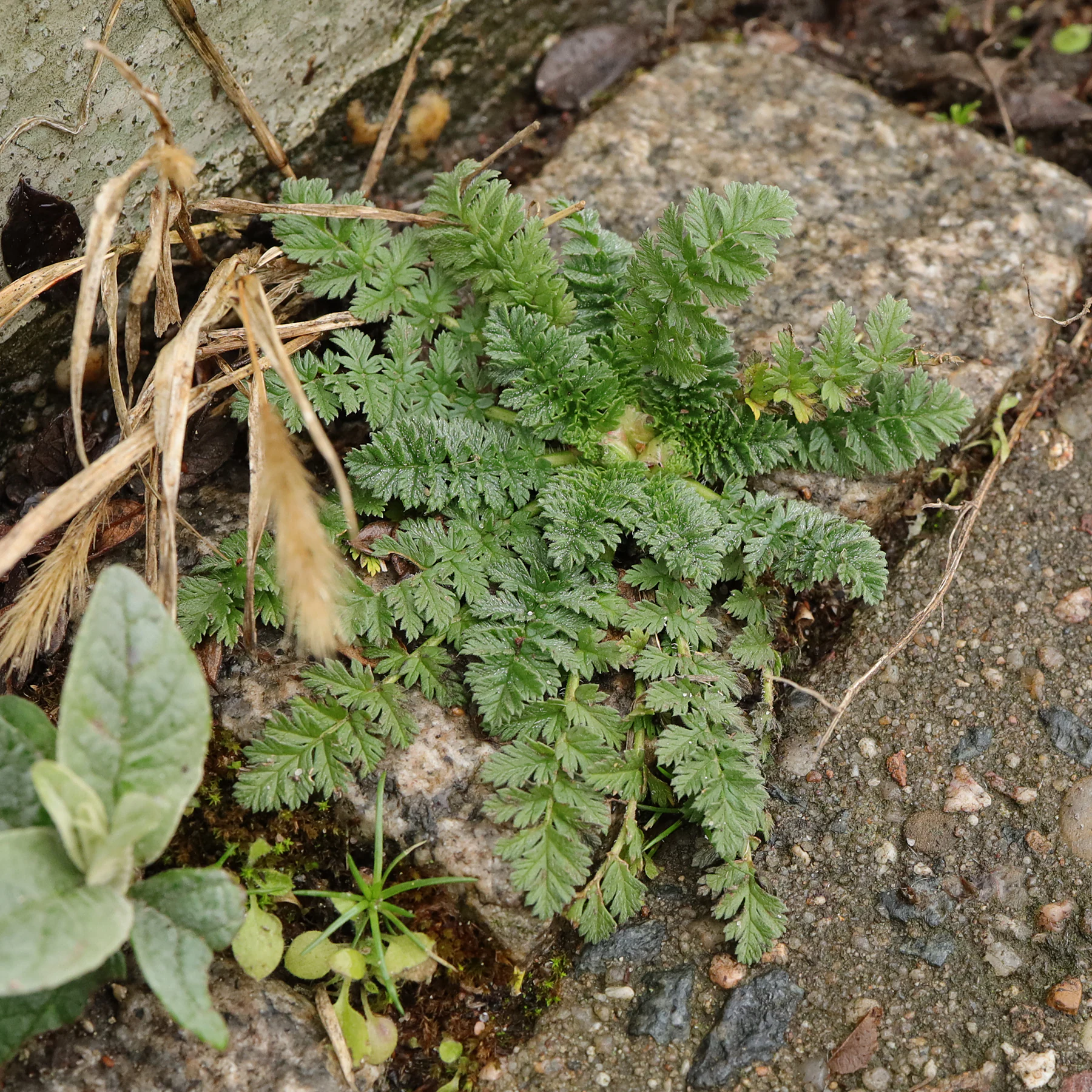 Erodium cicutarium Grundblätter