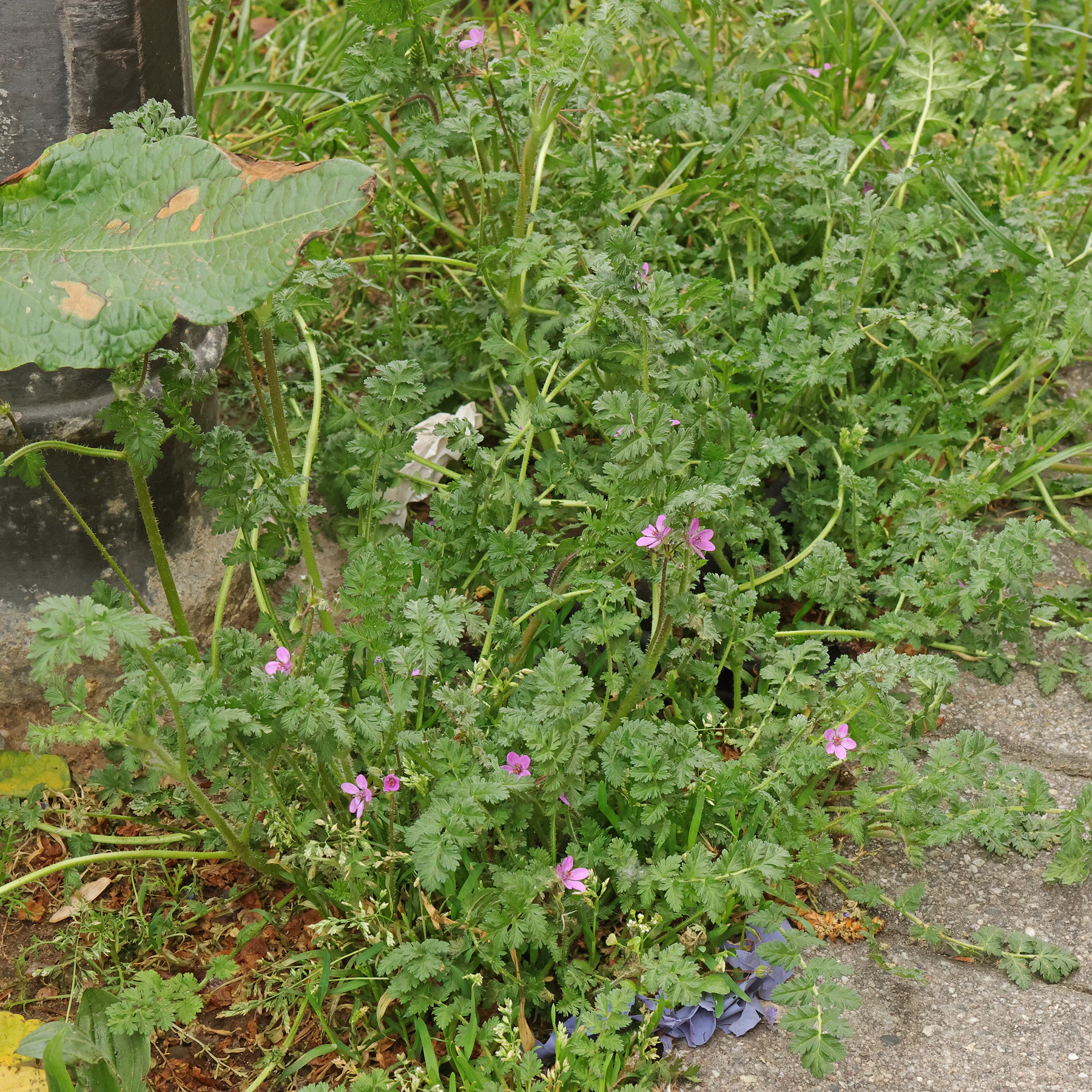 Erodium cicutarium Habitus