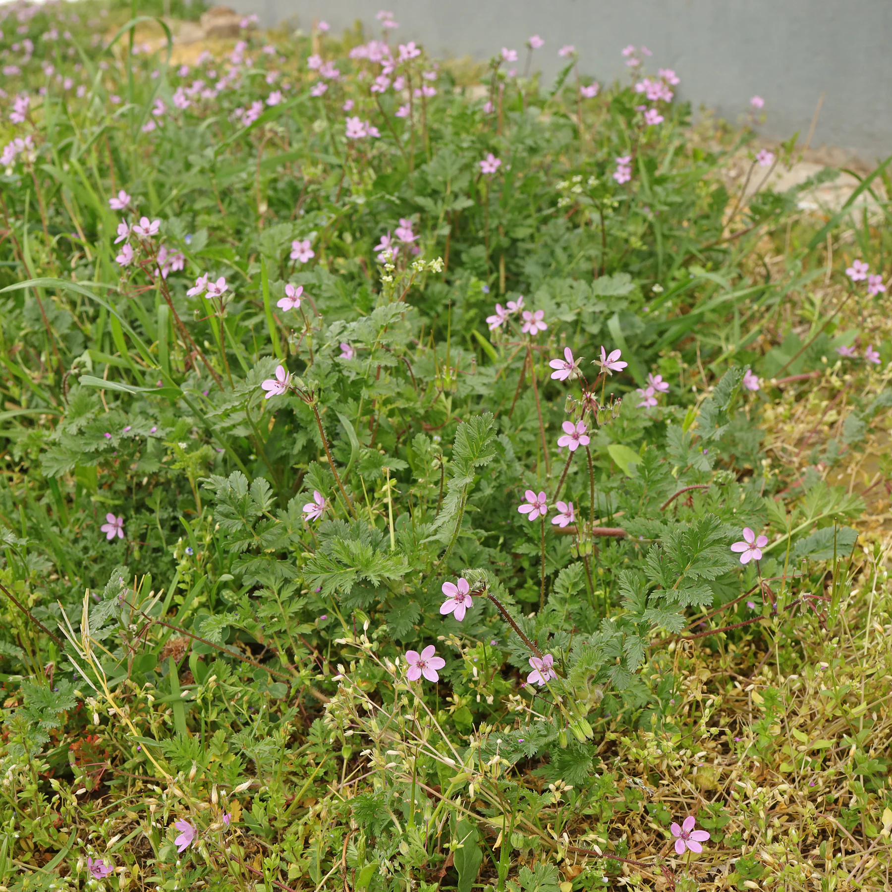 Erodium cicutarium am Wegrand