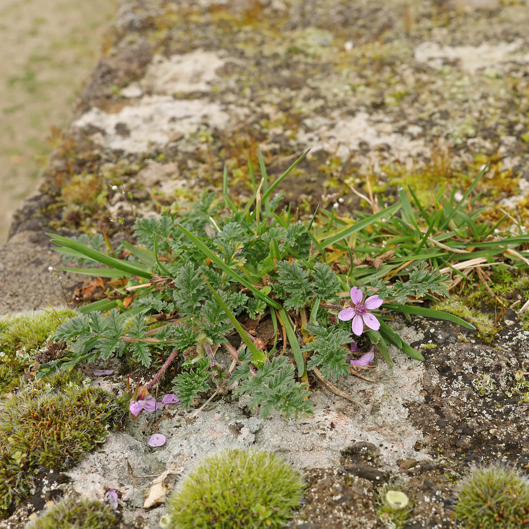 Erodium cicutarium auf Mauer