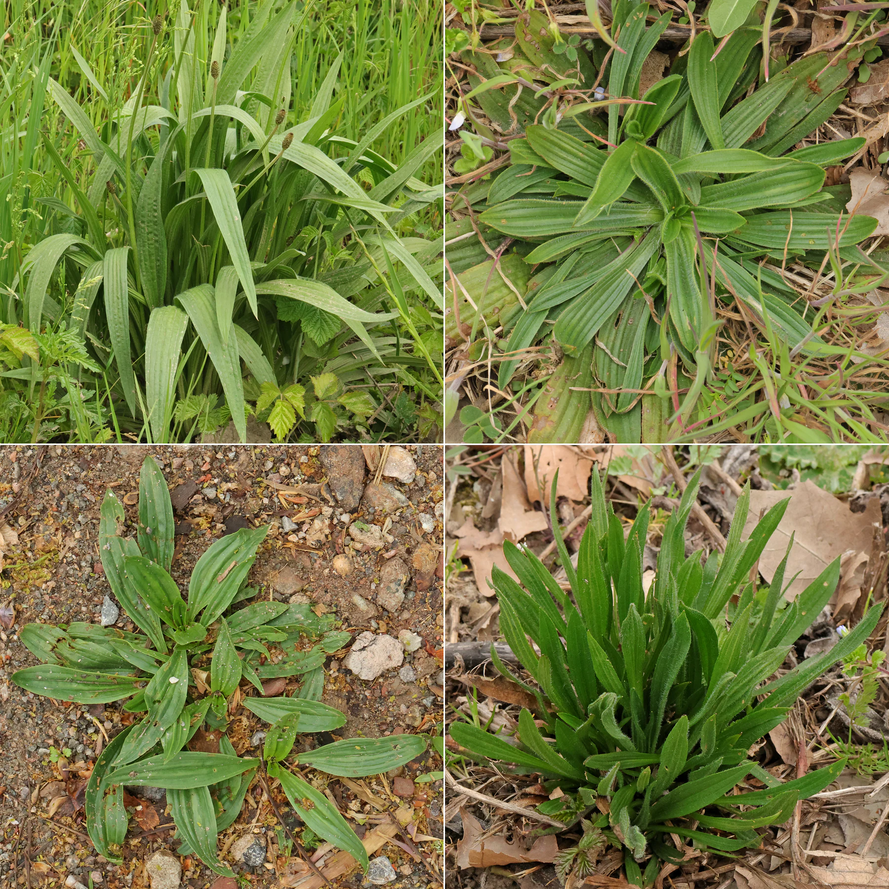 Plantago lanceolata Blätter