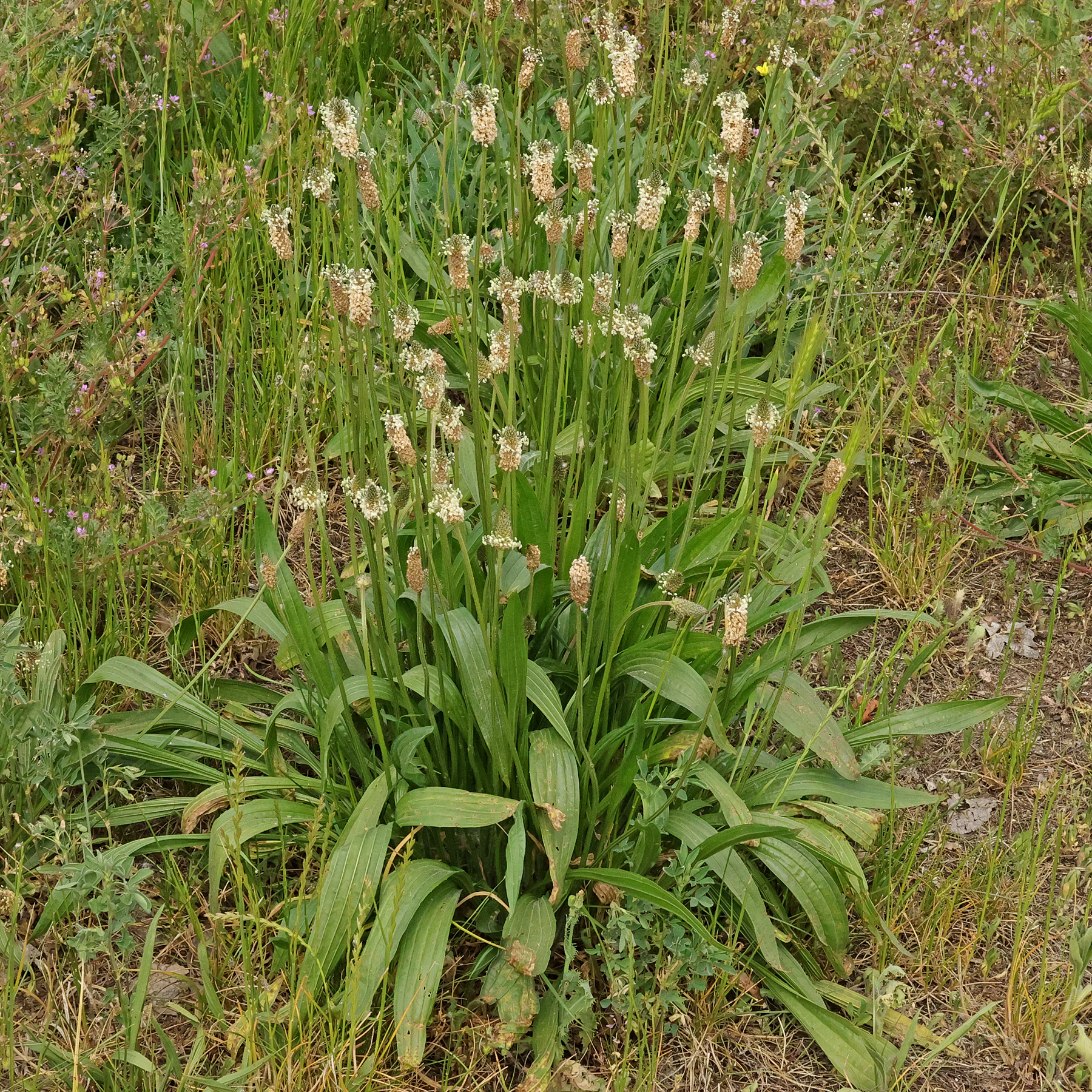 Plantago lanceolata Habitus
