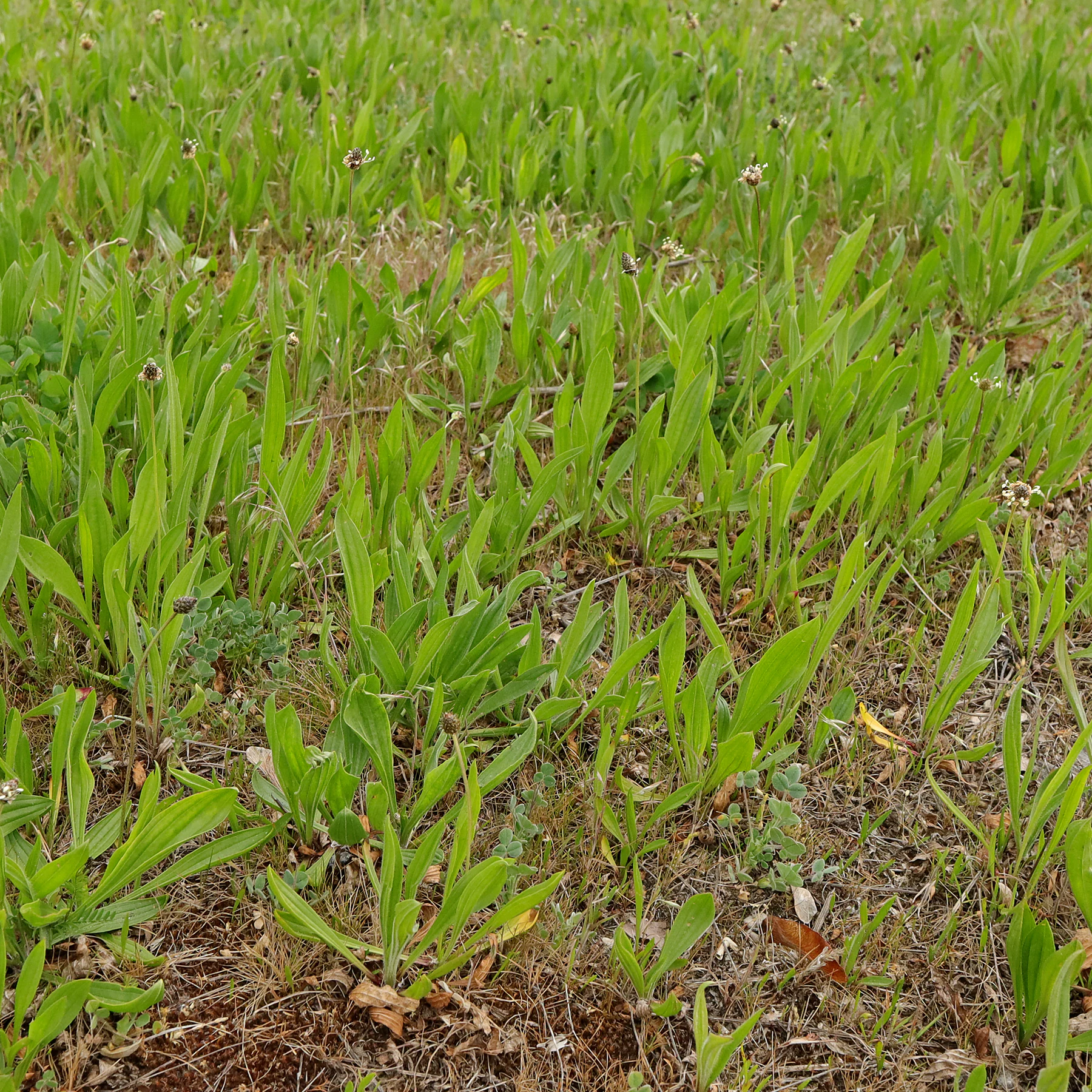 Plantago lanceolata in Trockenrasen