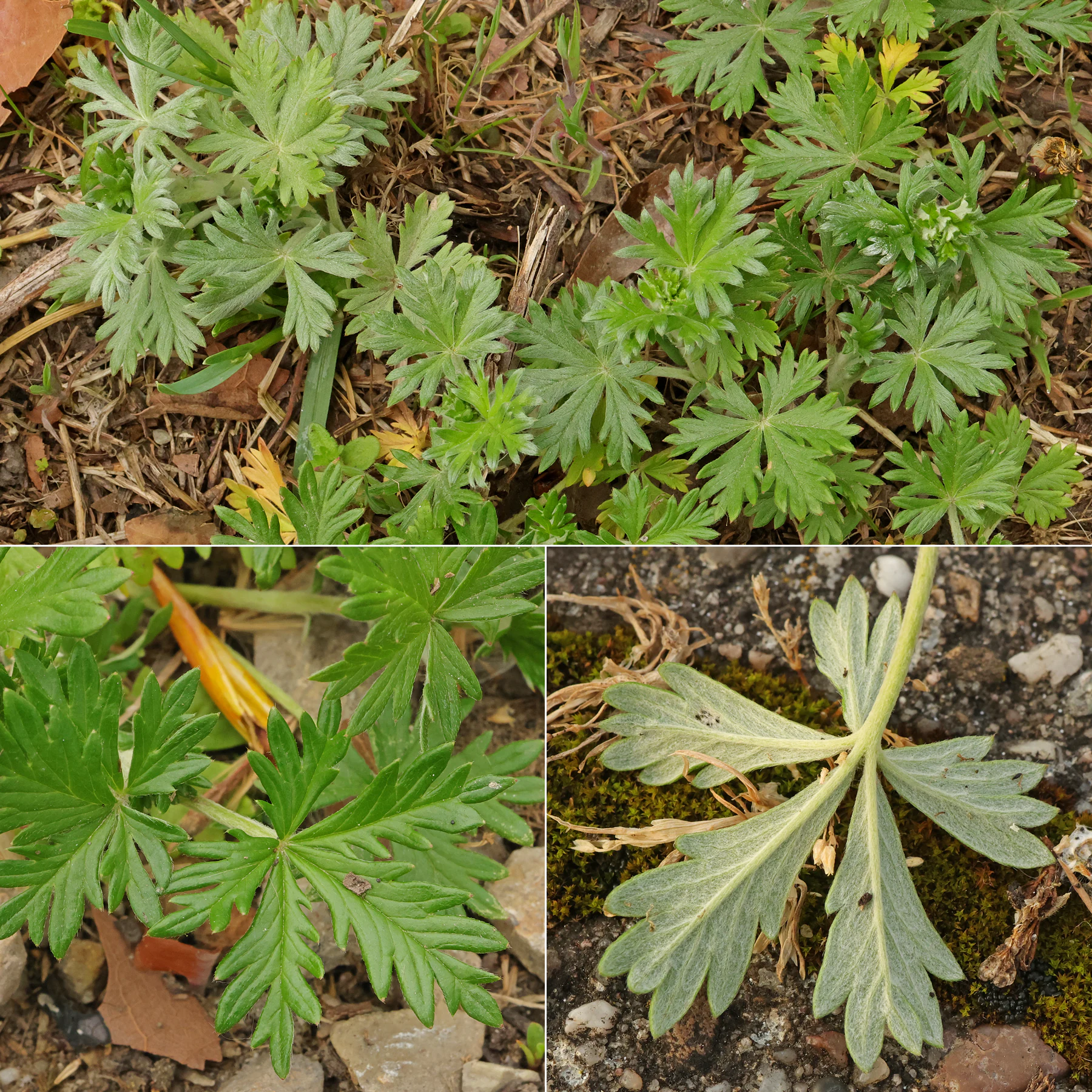 Potentilla argentea Blätter