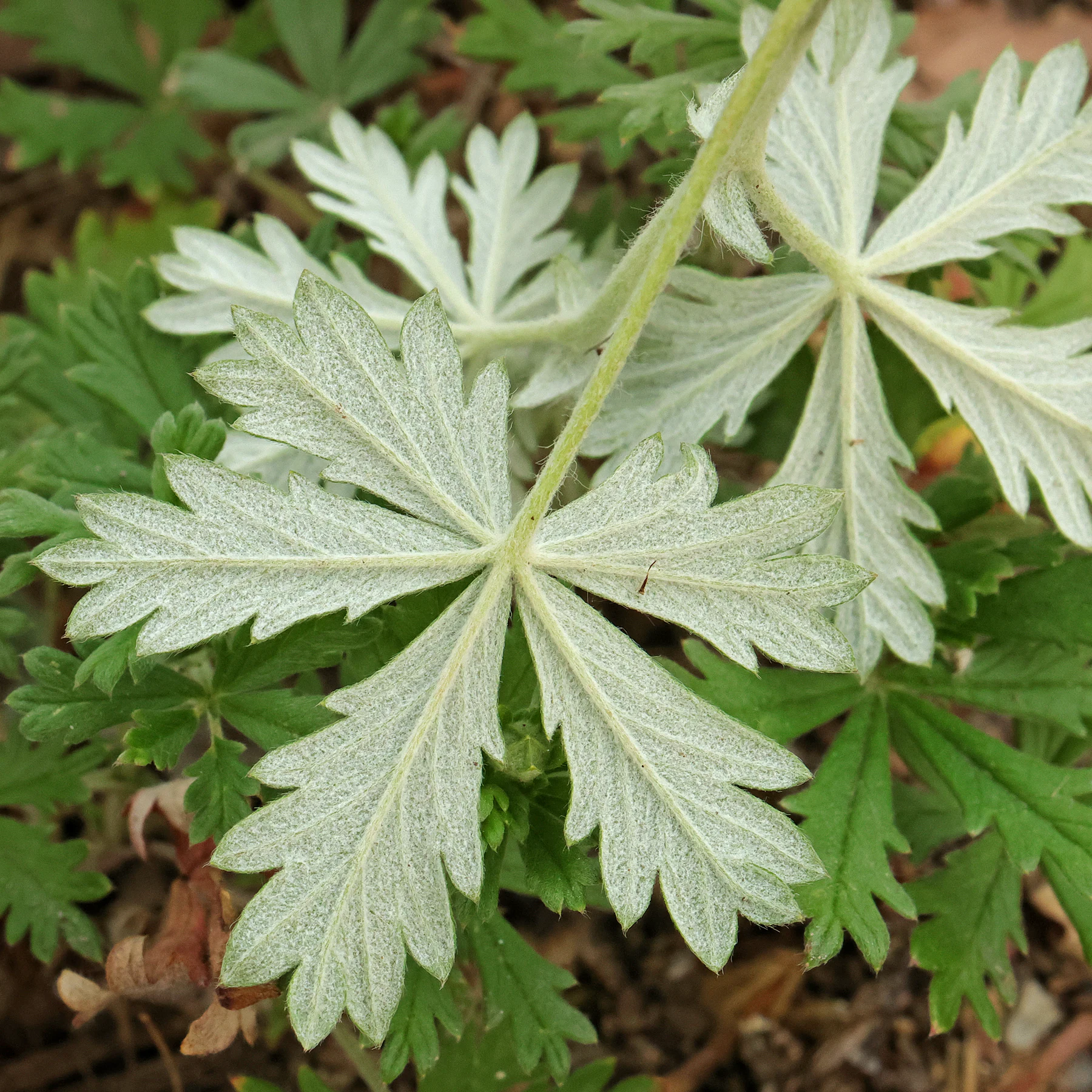 Potentilla argentea Blatt Unterseite