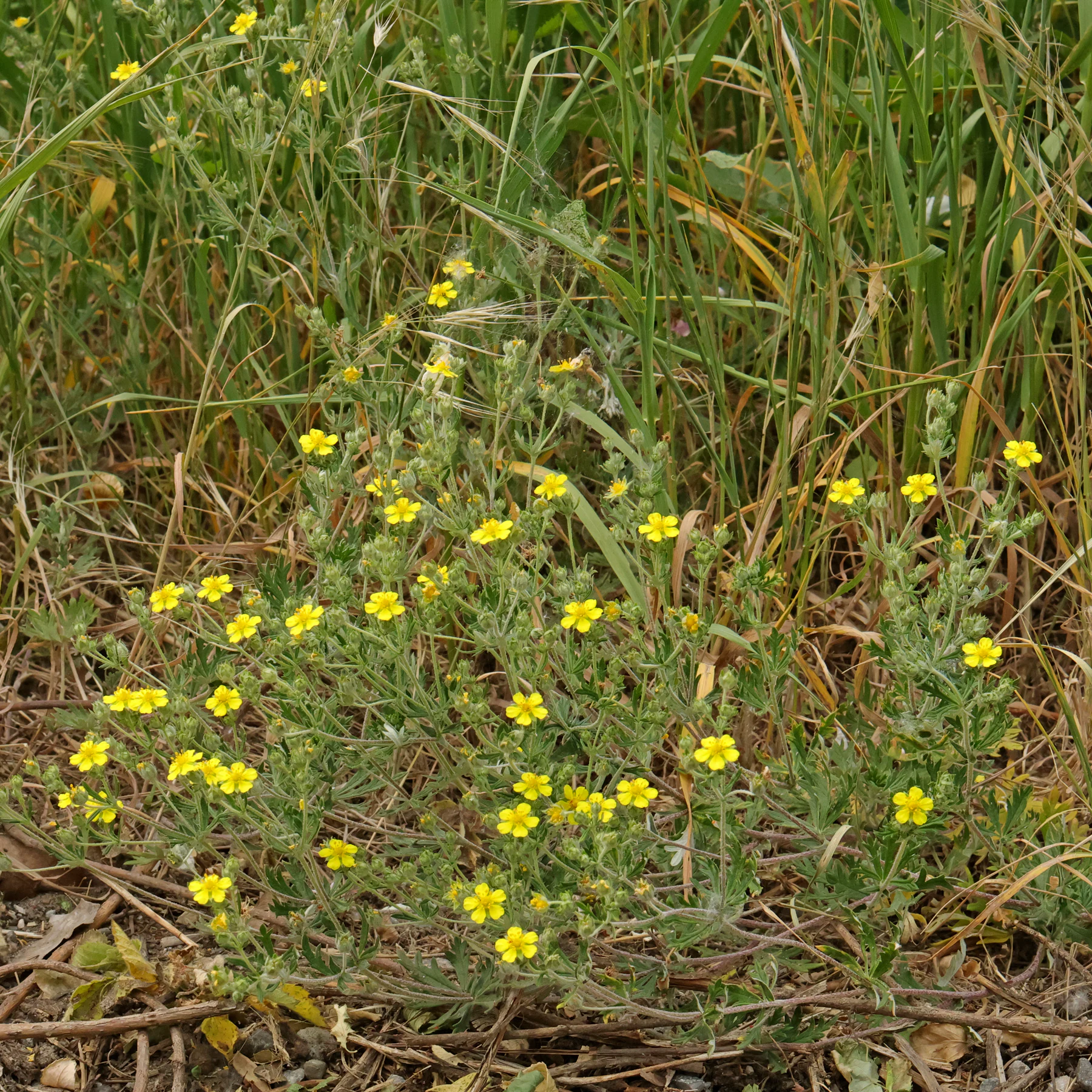 Potentilla argentea Habitus Blüten