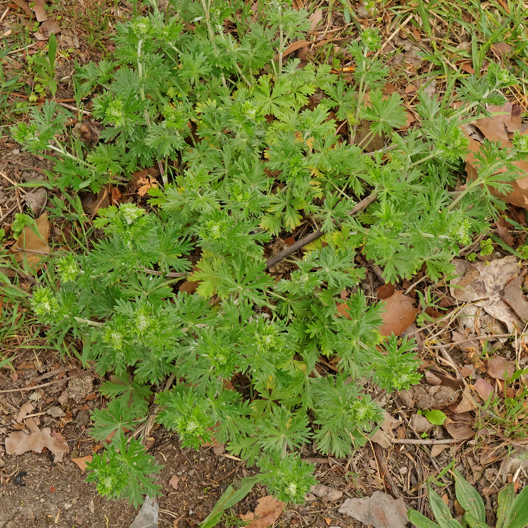 Potentilla argentea Habitus