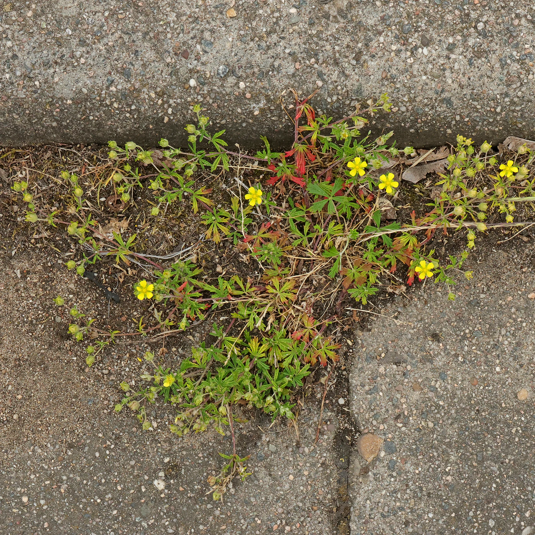 Potentilla argentea am Wegrand