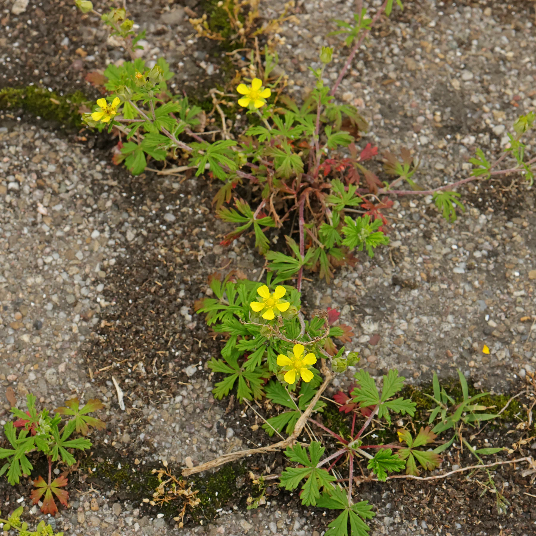 Potentilla argentea in Pflaster
