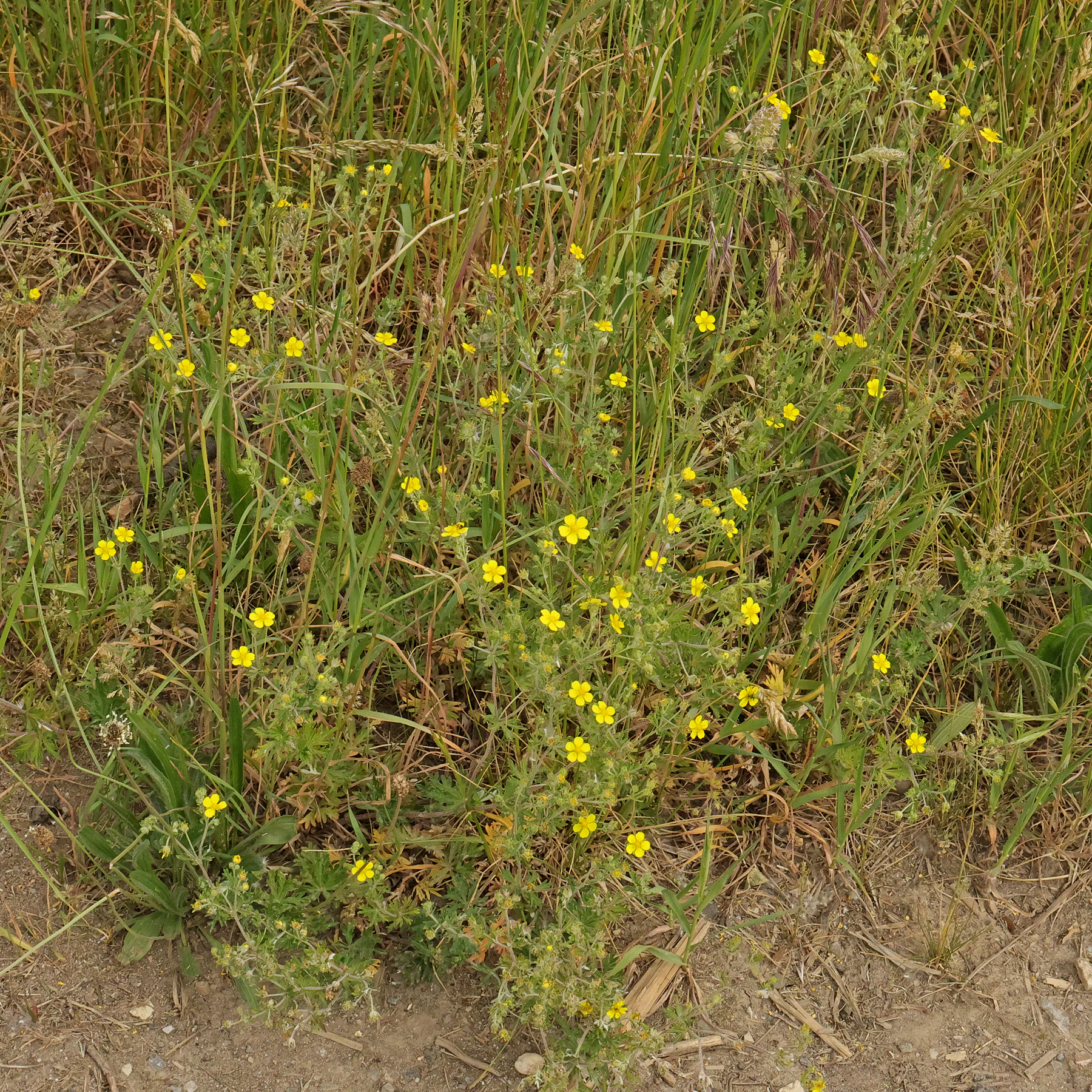 Potentilla argentea in Wiese