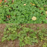 Ranunculus repens Blätter