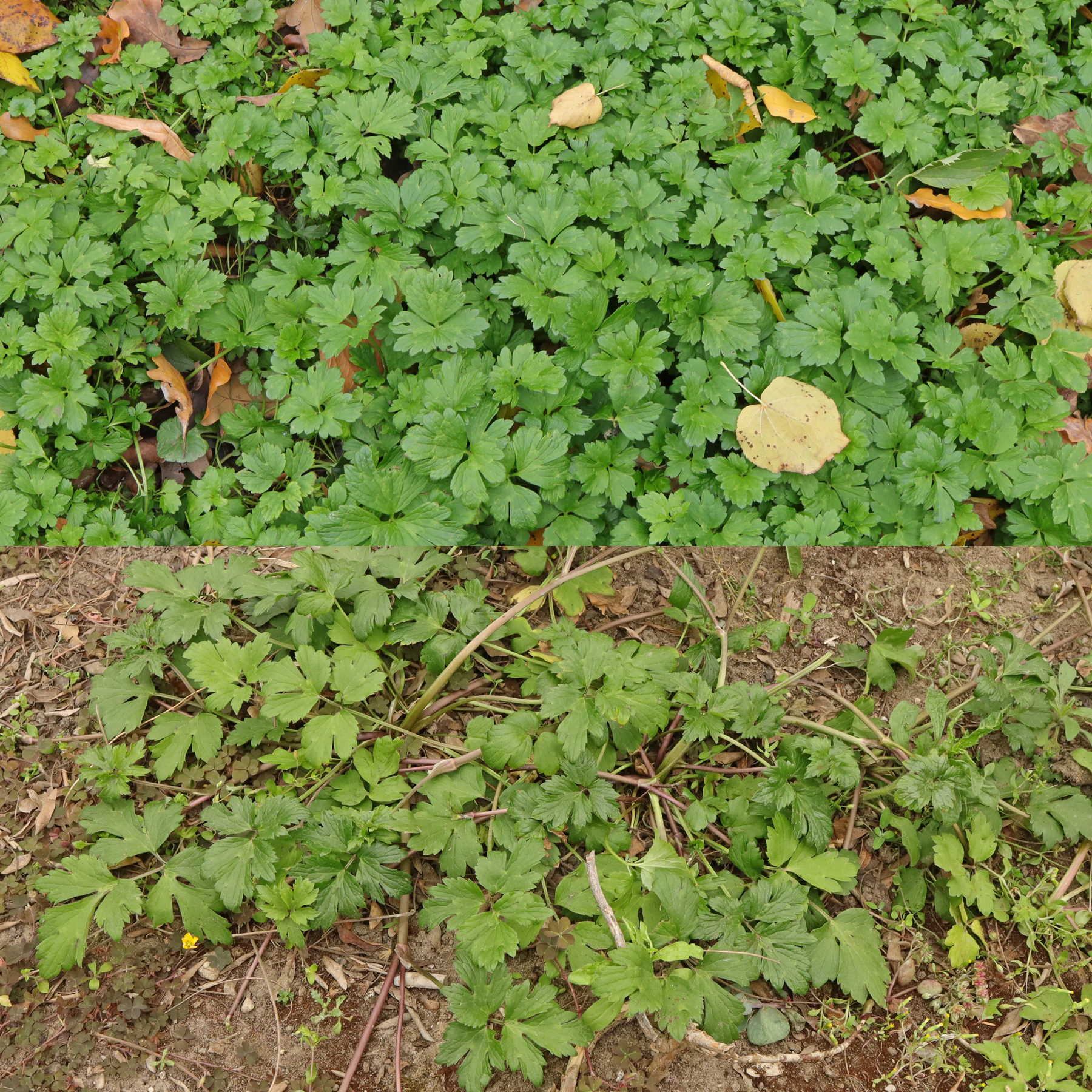 Ranunculus repens Blätter