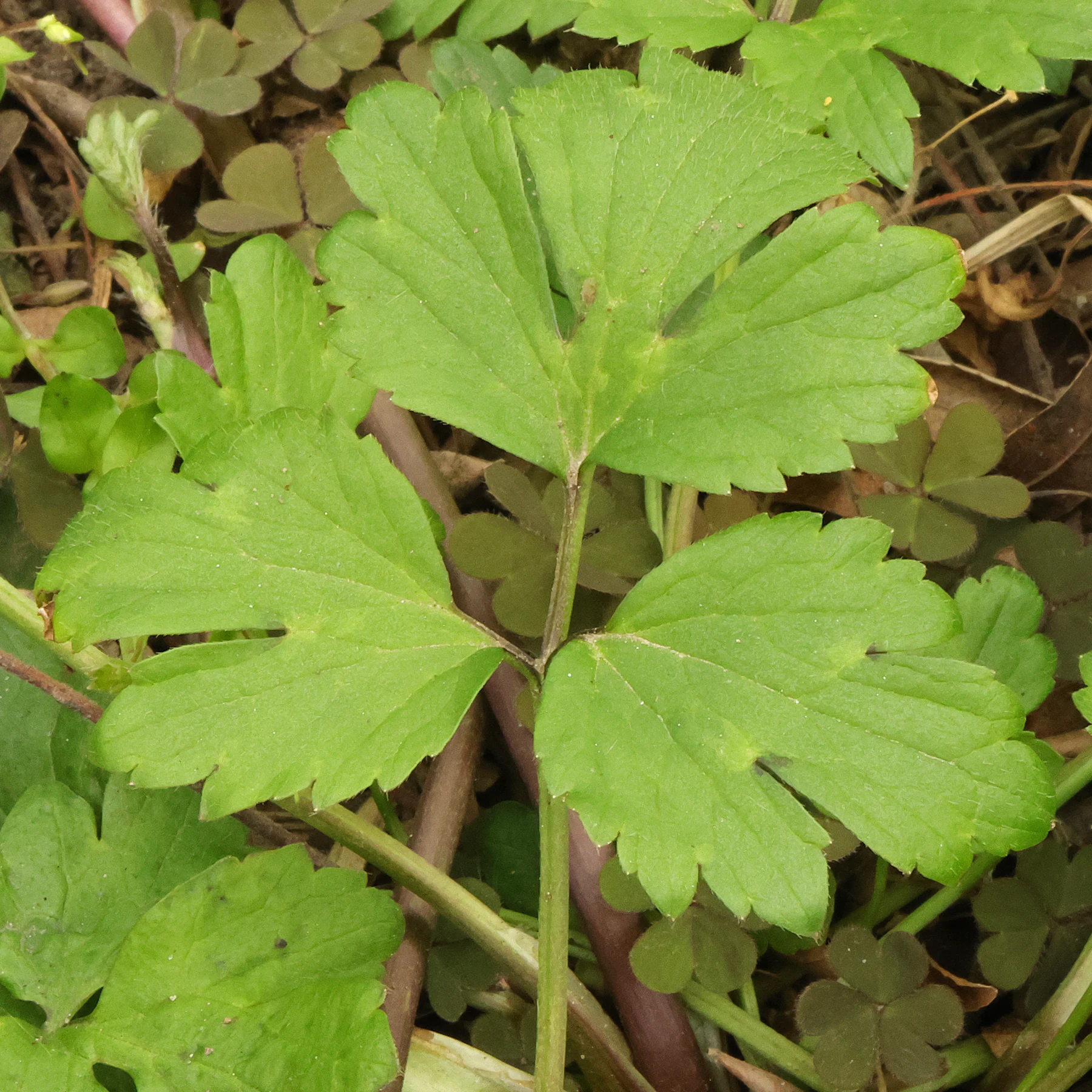 Ranunculus repens Blatt
