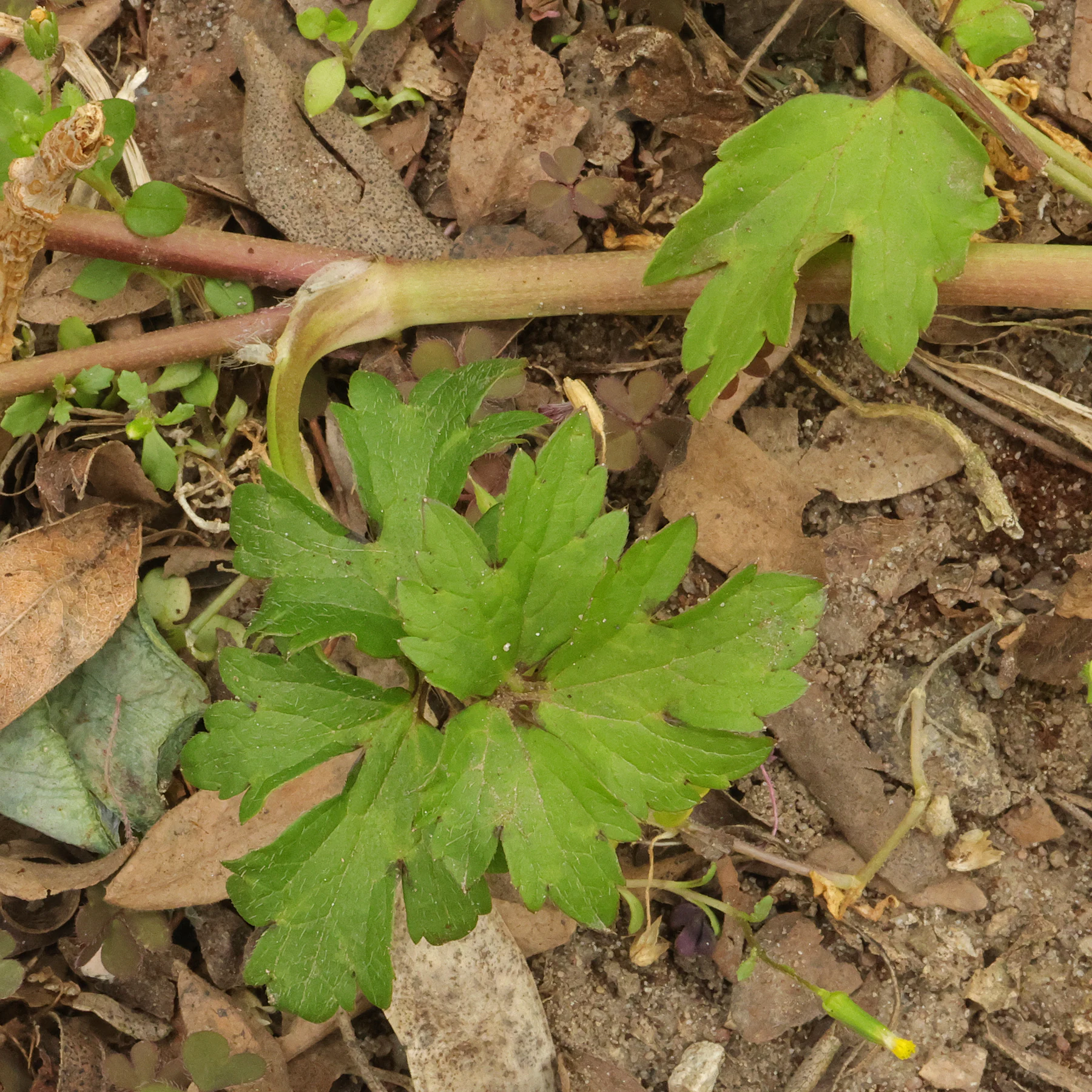 Ranunculus repens Blattknoten