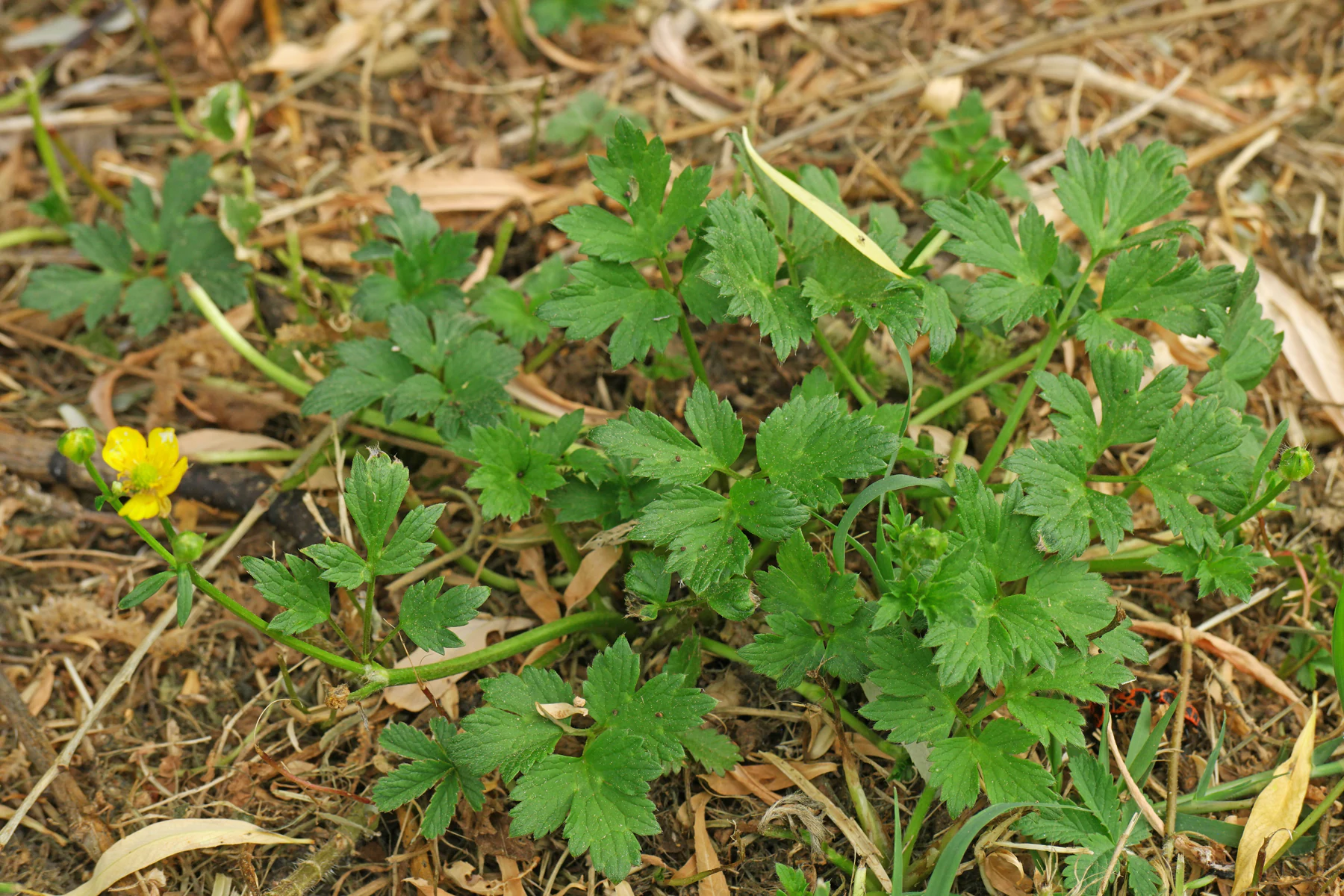 Ranunculus repens in Wiese