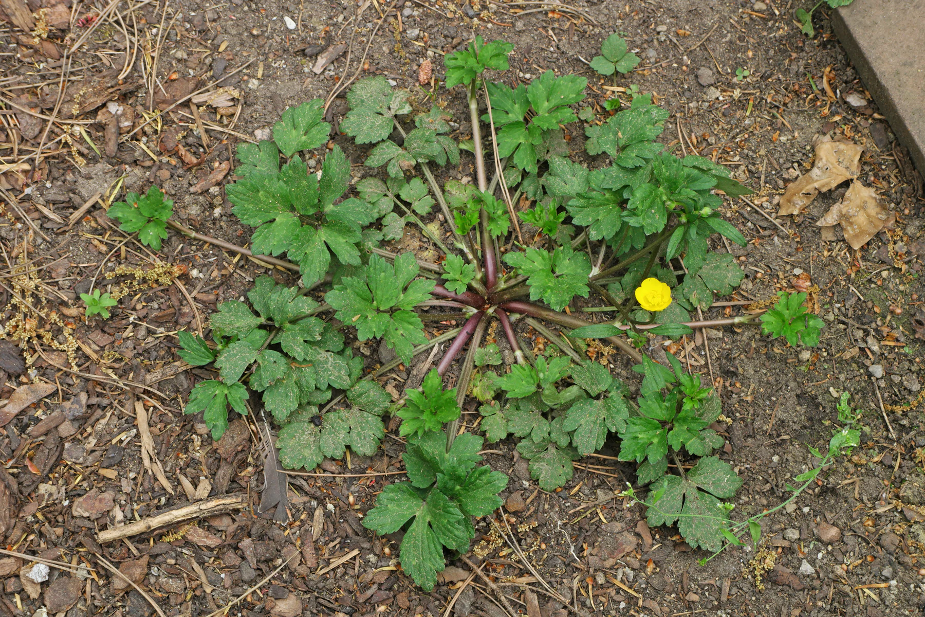 Ranunculus repens