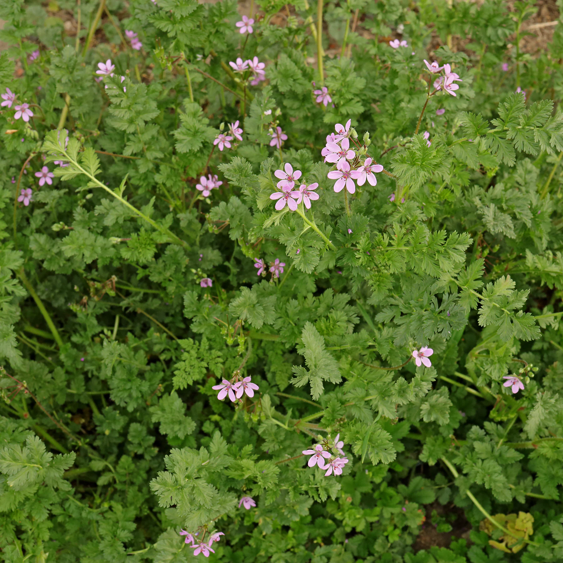 Reiherschnabel Erodium cicutarium