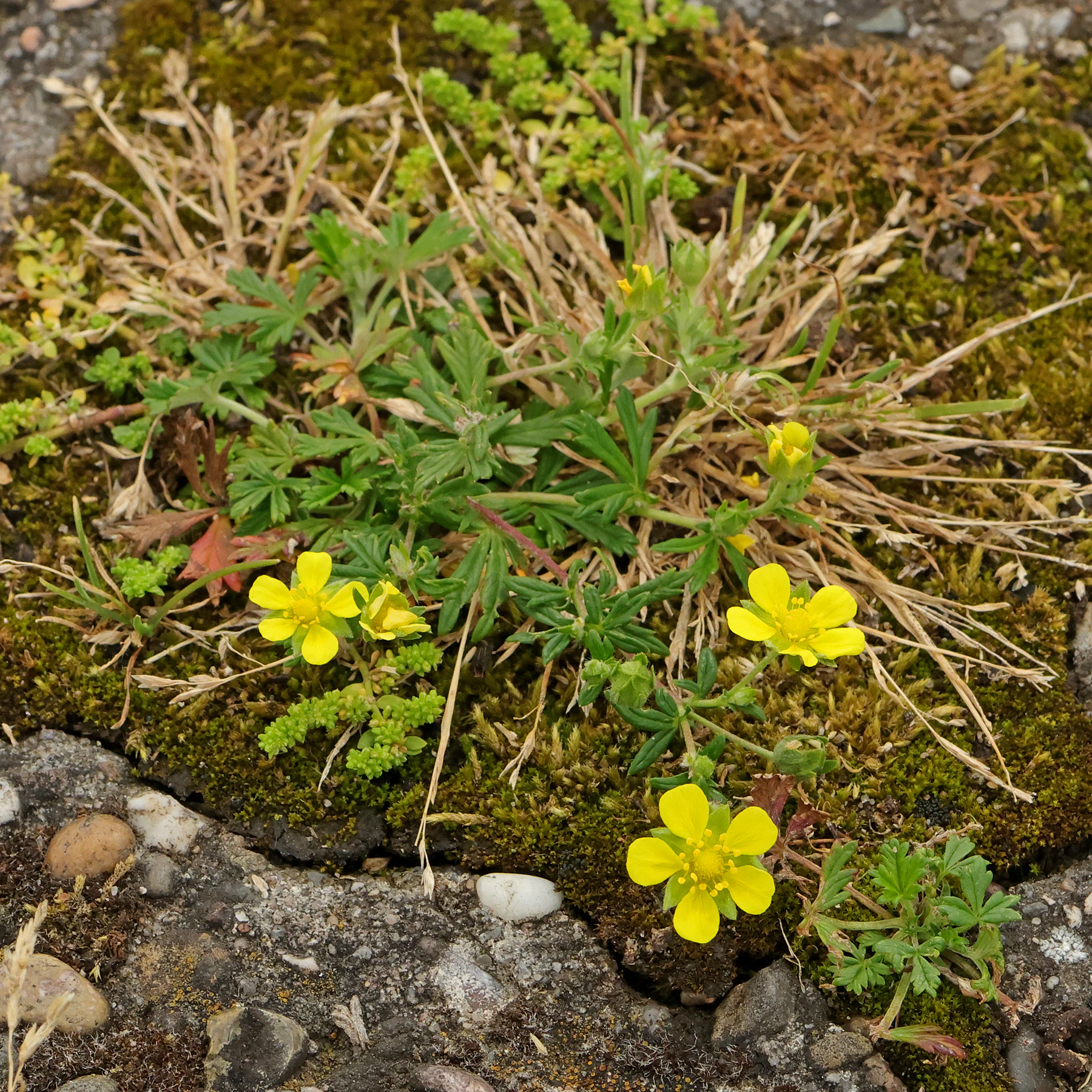 Silber Fingerkraut Potentilla argentea