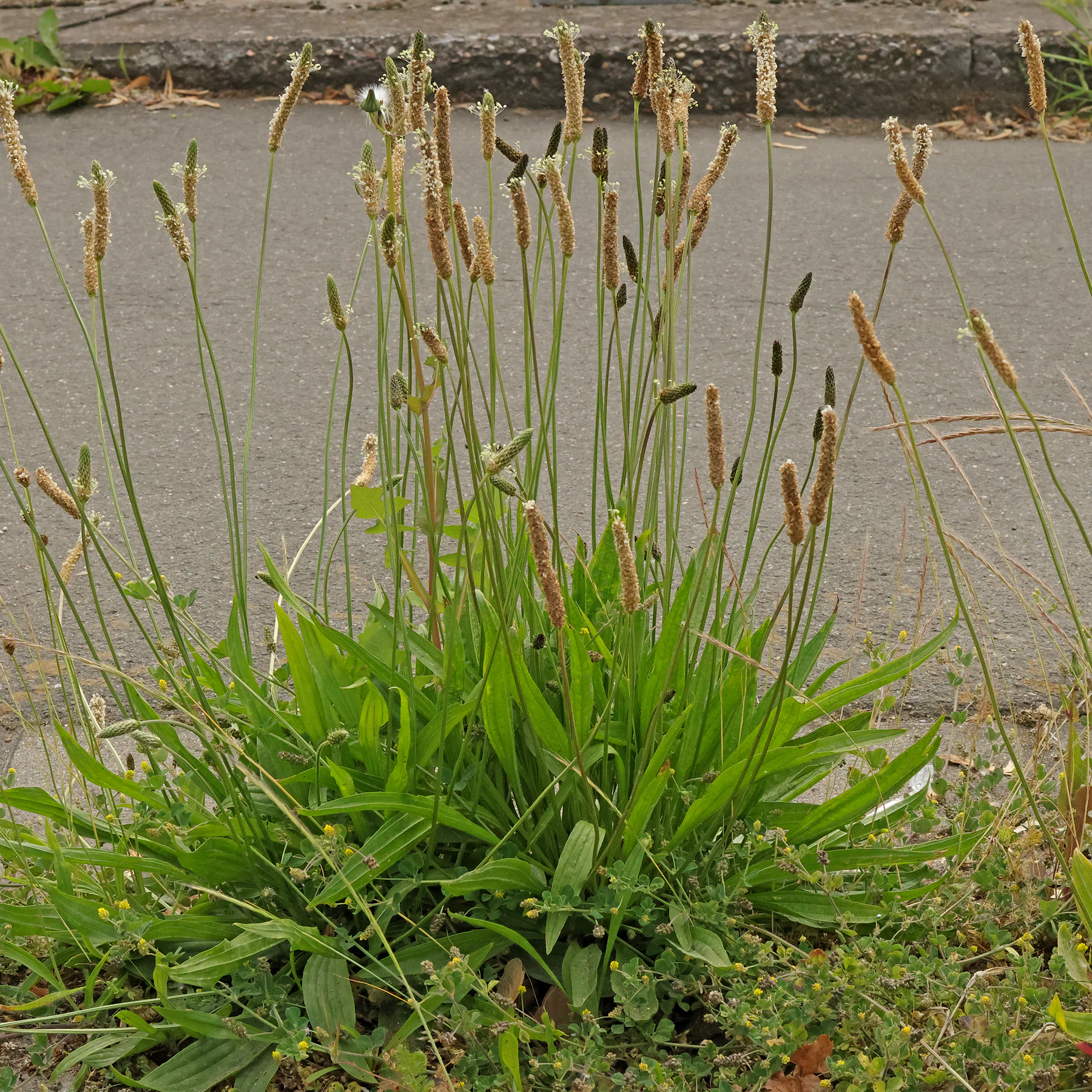 Spitzwegerich Plantago lanceolata