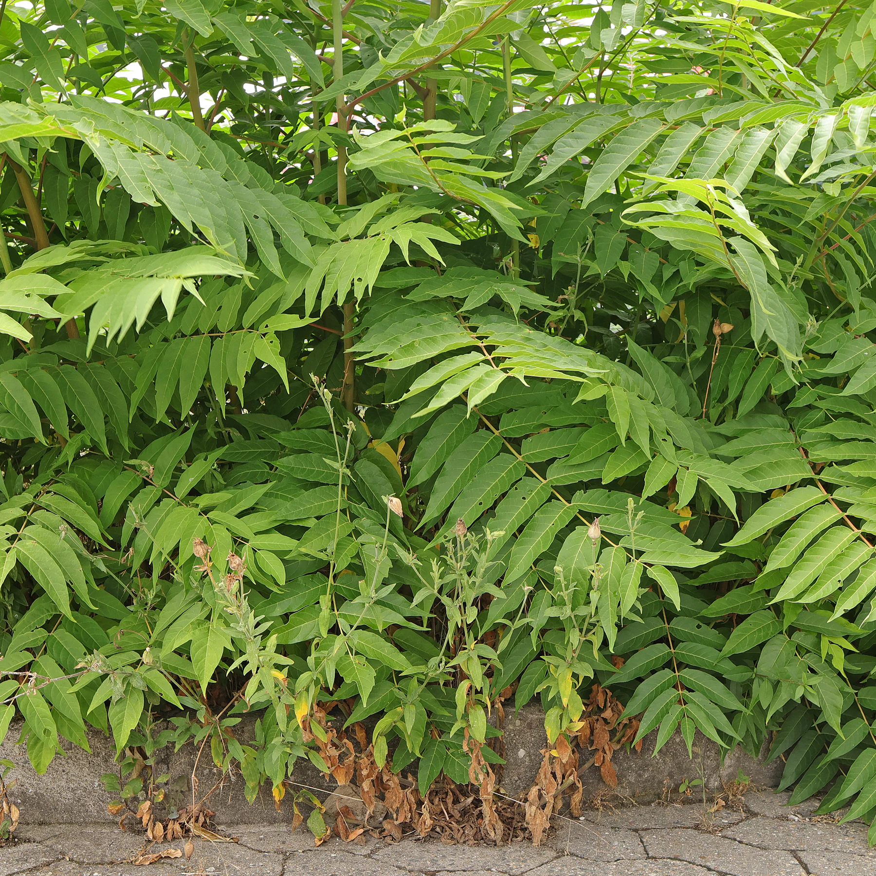 Ailanthus altissima & Silene latifolia
