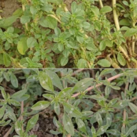 Amaranthus blitoides Blätter