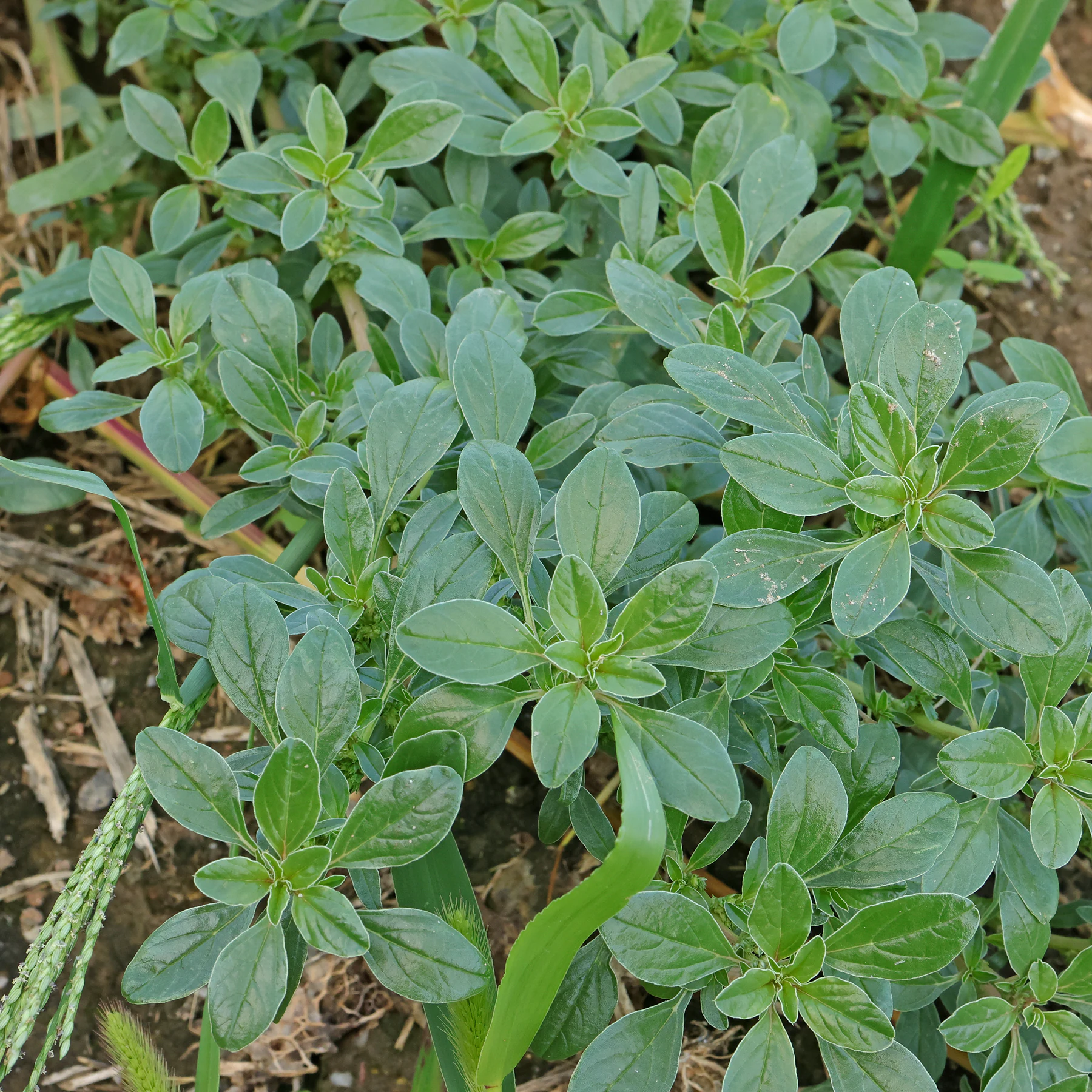 Amaranthus blitoides Blätter grün